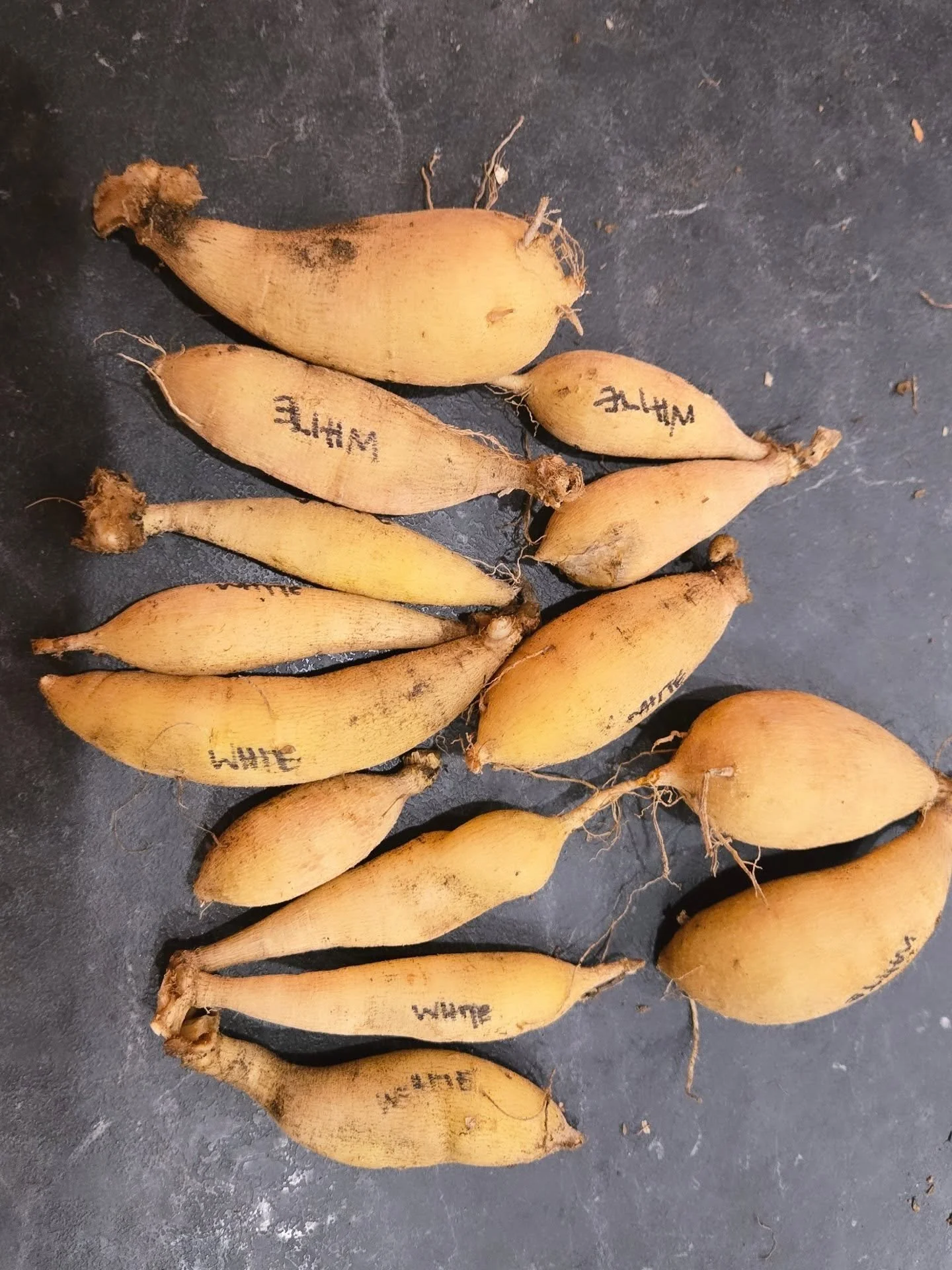 Skating into 5 more days til' Christmas!

Seeds &amp; Tubers We Grow &amp; Share

From our fields to your future garden 🌱
This year, we&rsquo;re excited to introduce new, refined cut-flower garden mixes&mdash;easy to grow, hand collected and prepare