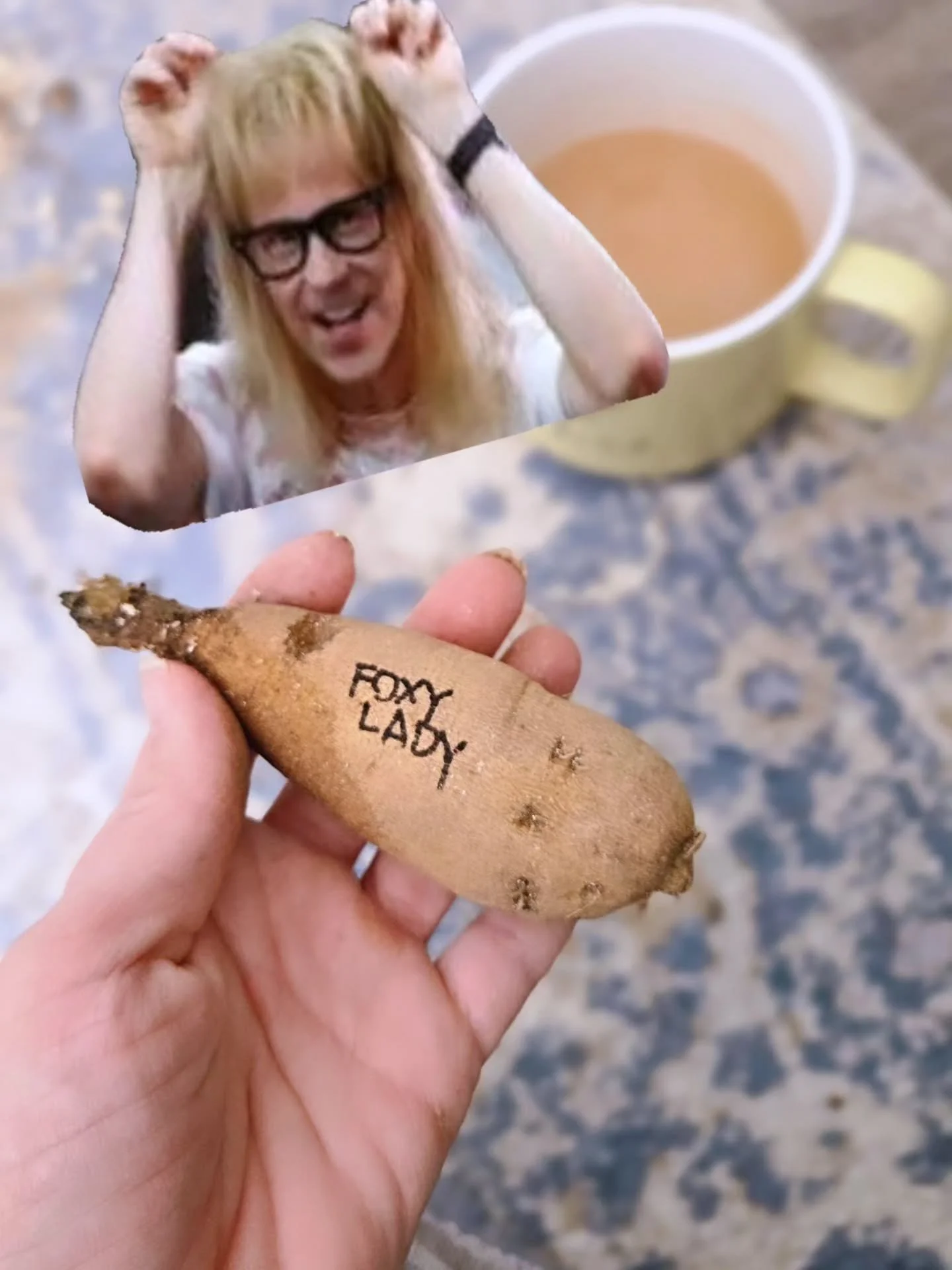 The cold might be getting to me.... but does this image pop in your mind every time you see this dahlia?! 🤣

We cannot for more foxies 🦊 this year!

#dahlias #foxyladydahlia #dahliatuber #lockhartlaneseedflowerfarm #cutflowers