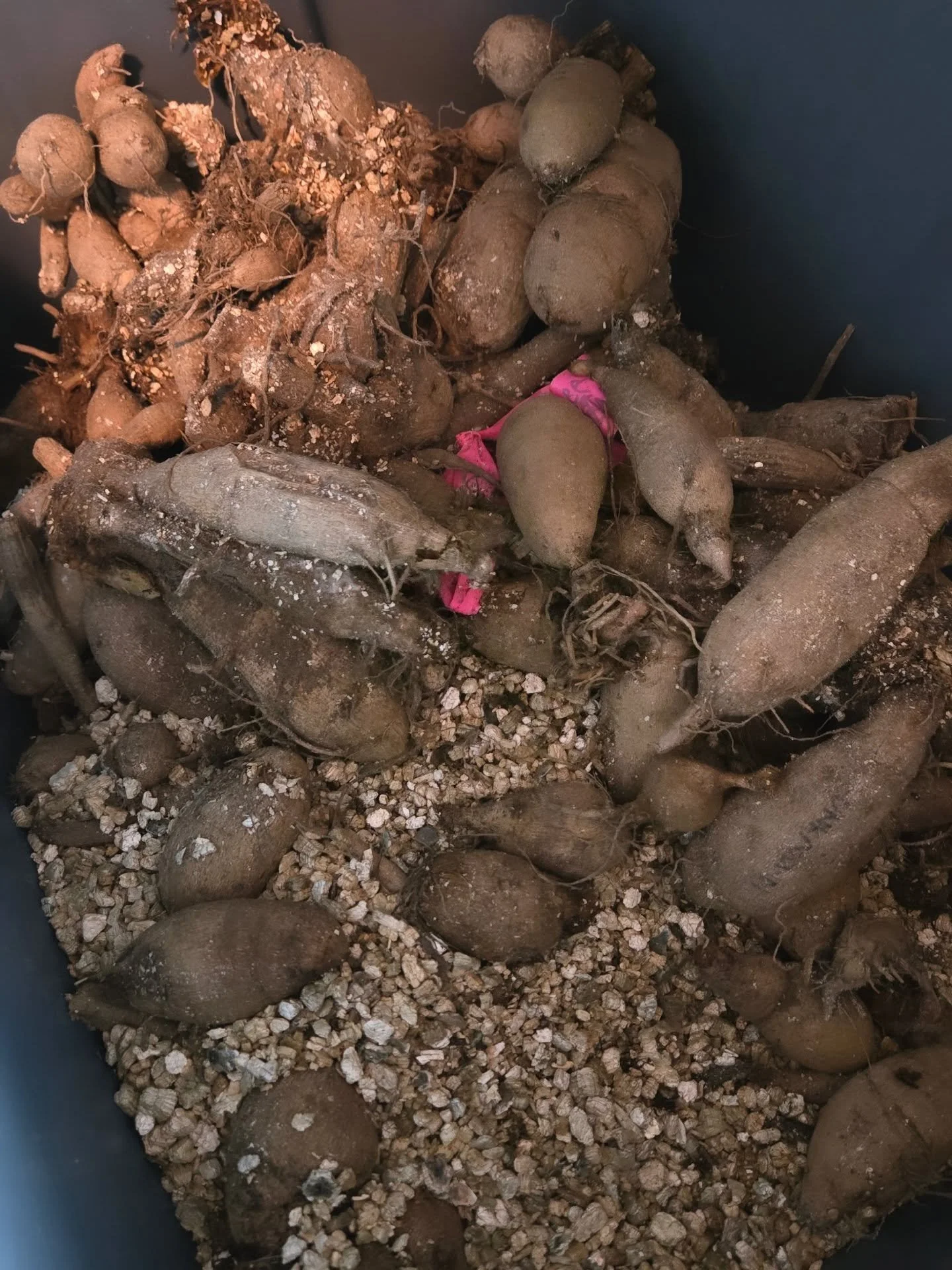 The ugly truth about dahlias&hellip; tuber storage.

I&rsquo;m sure it&rsquo;s easier on a larger scale with a walk-in cooler (🤞 maybe this is our year), but truly&mdash;I&rsquo;ve tried everything.
Saran wrap.
Totes.
Paper bags.
Pine shavings.
Dirt