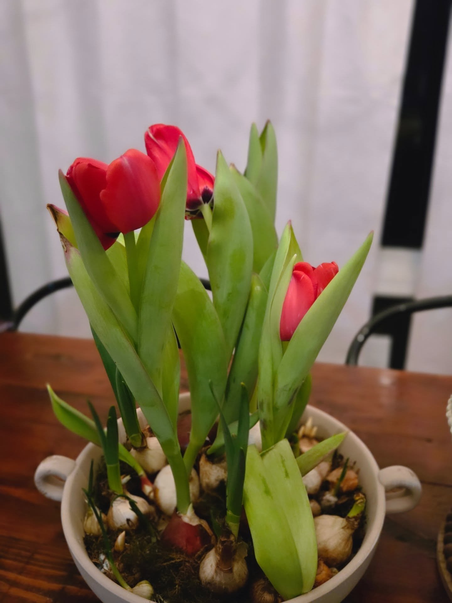 Ahh, the sweet signs of spring&hellip; indoors 🌷

Nothing says spring like tulips. Our forced bulbs are looking so fancy right now. The tulips are definitely leading the way with blooms already. Alliums are a close second, followed by the daffodils 