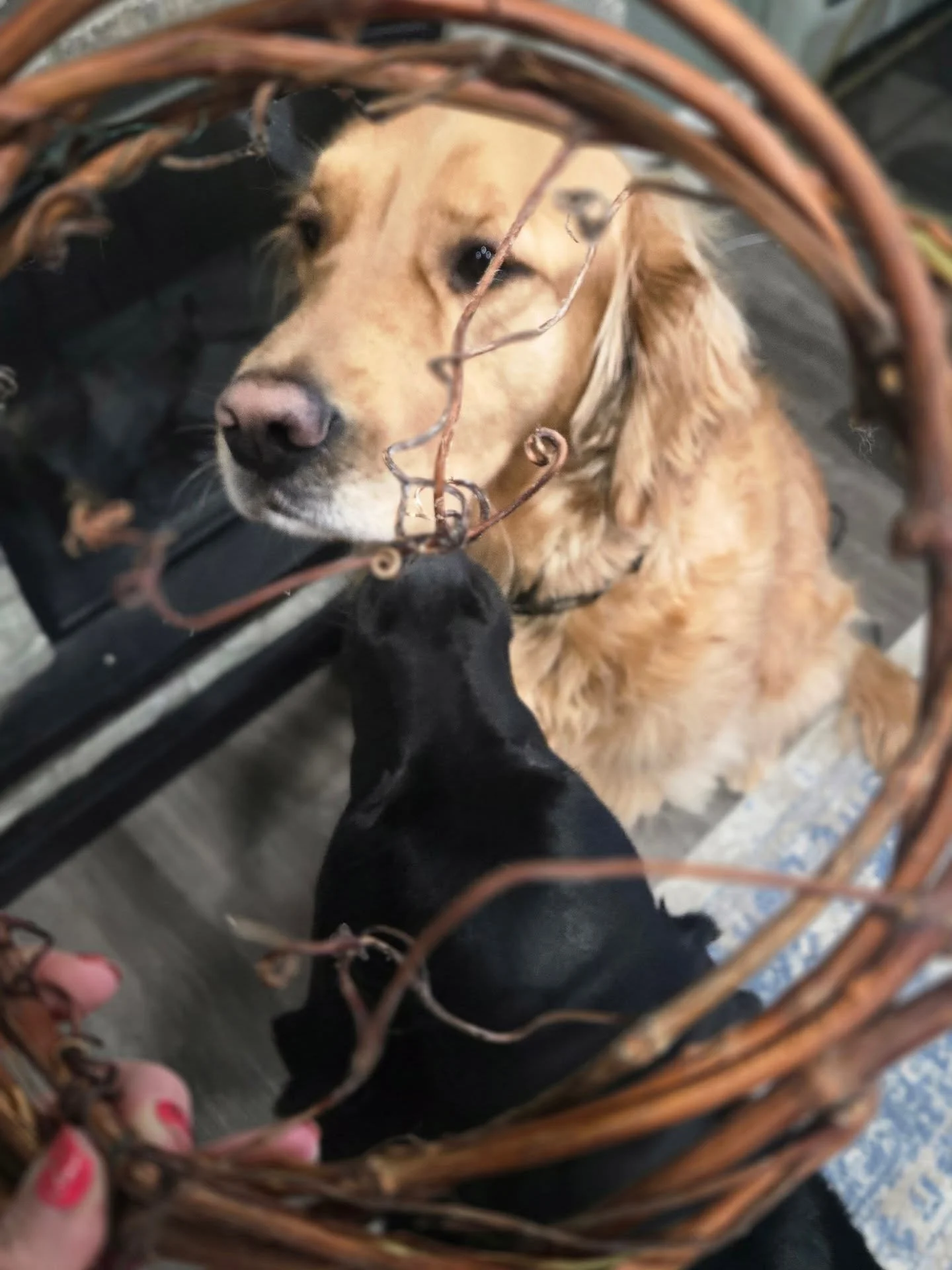 The fur babies are enjoying the fun tonight modeling. Even the deer made an appearance. 

Can you guess what we are preparing for?!
See you at Stone House!

#lockhartlaneseedflowerfarm #stonehousevinyards #driedflowers #grapevinewreath