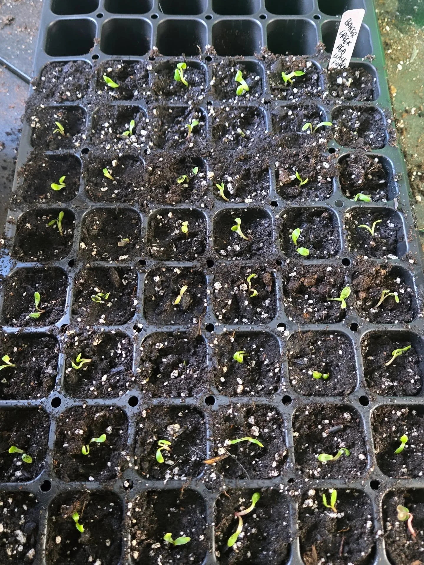 We took a little trip this week and wow&hellip; it filled our cups in the best way 💛

But our fur support team definitely made it clear we were missed.

So grateful for sweet neighbors who helped keep everything watered while we were away 😍
Now it 