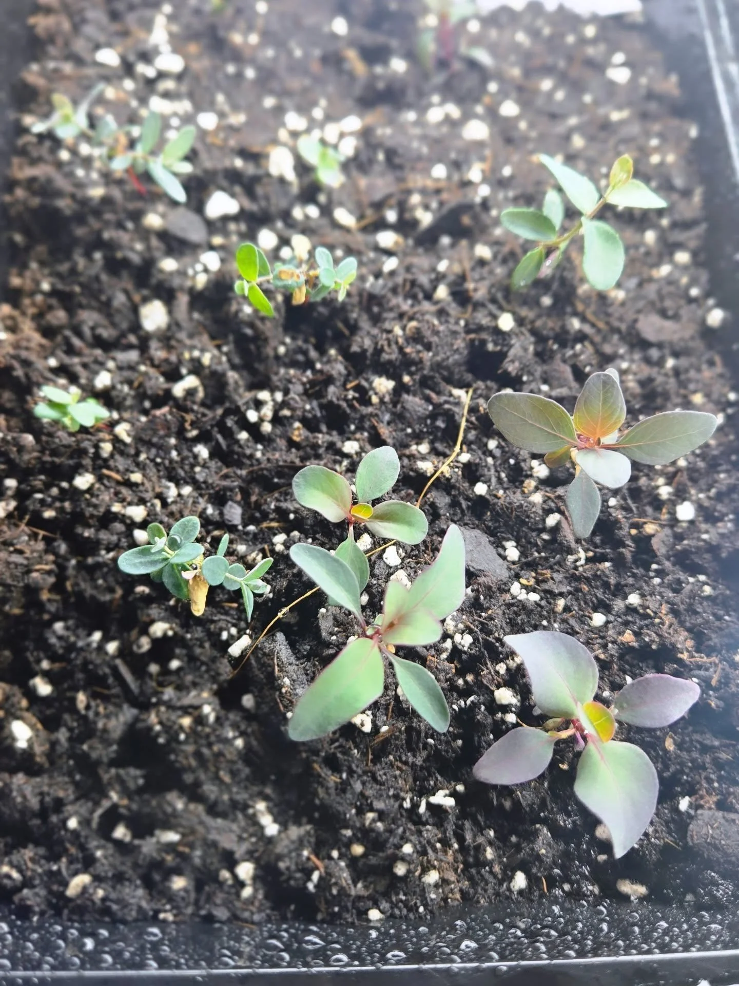 We are bringing in SO many new to us plants this year and we are especially excited about all the new fillers and herbs 🌿

Some will be perfect for bouquets, some we are experimenting with drying, and some might even make their way into teas and the