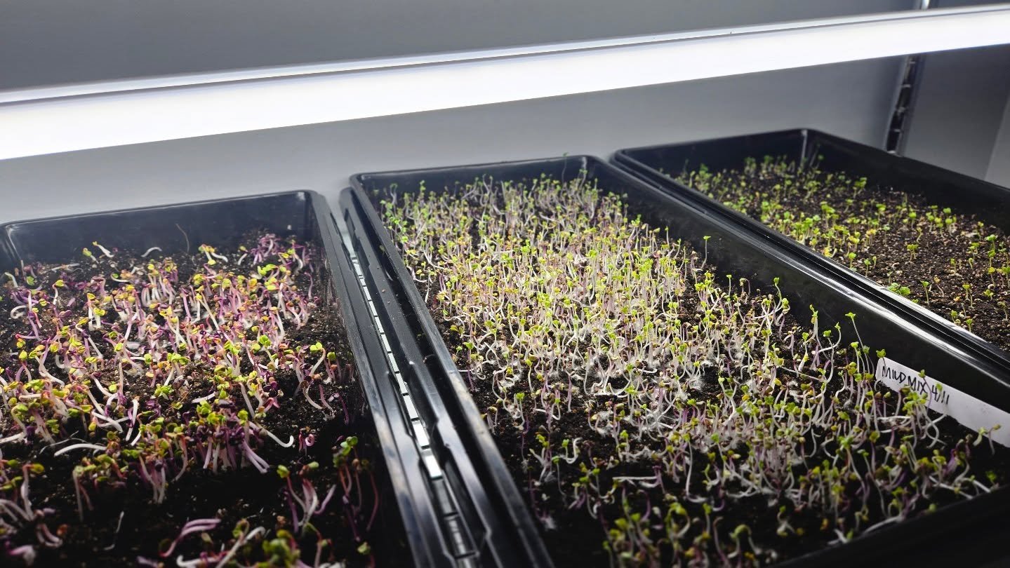 Second attempt at microgreens and they are already growing so much faster 🙌

What did we change?
&bull; Swapped out the coconut coir for a high quality organic soil mix
&bull; Added more weight on top to really press those seeds in. Noticed the bott