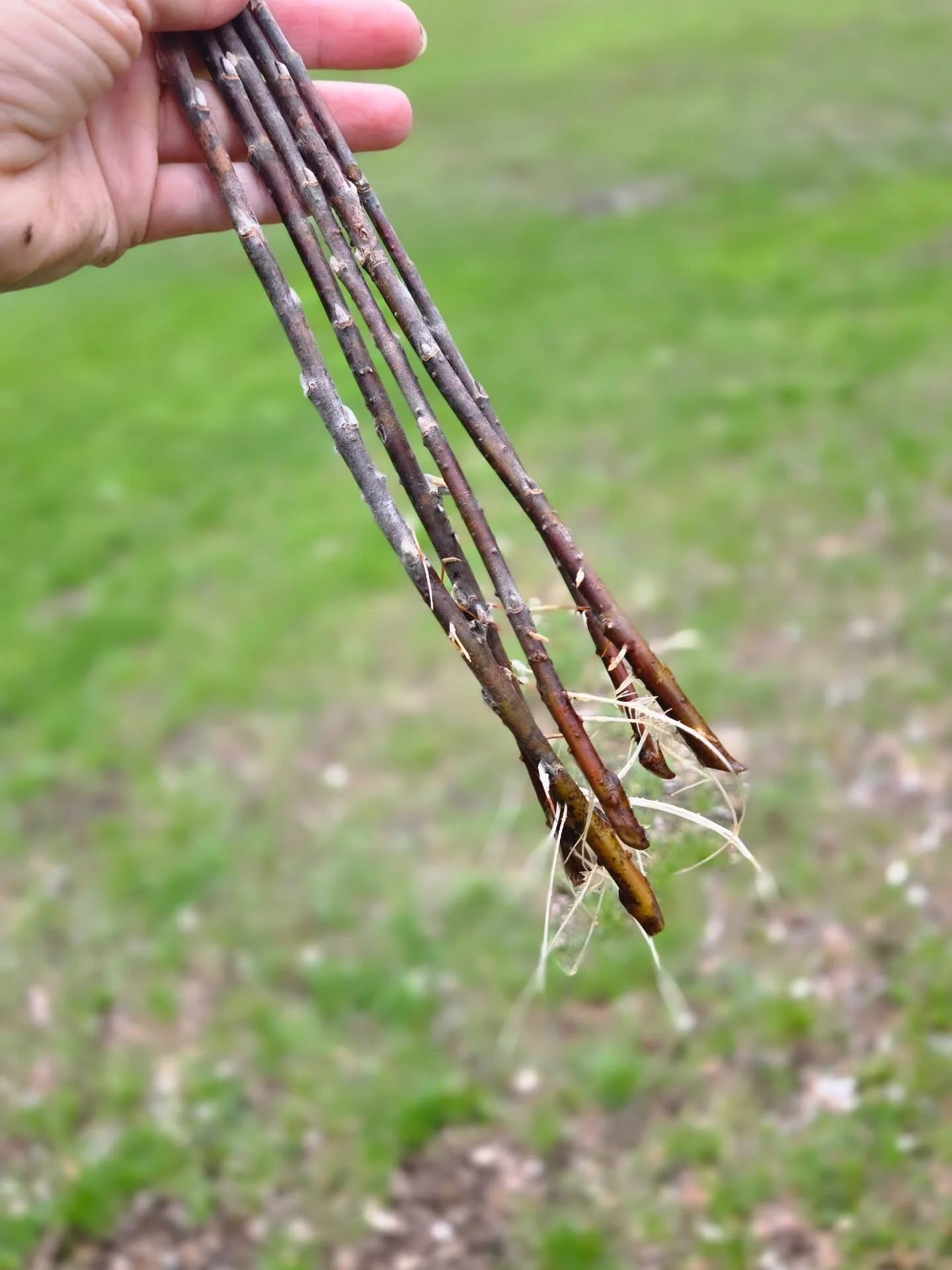 Sometimes living by all this water and swamp land is a blessing and a curse 🌿

Today&rsquo;s treasure hunt for sticks turned into finding new shrubs to propagate. Even better&hellip; I accidentally propagated some pussy willow and I&rsquo;m building
