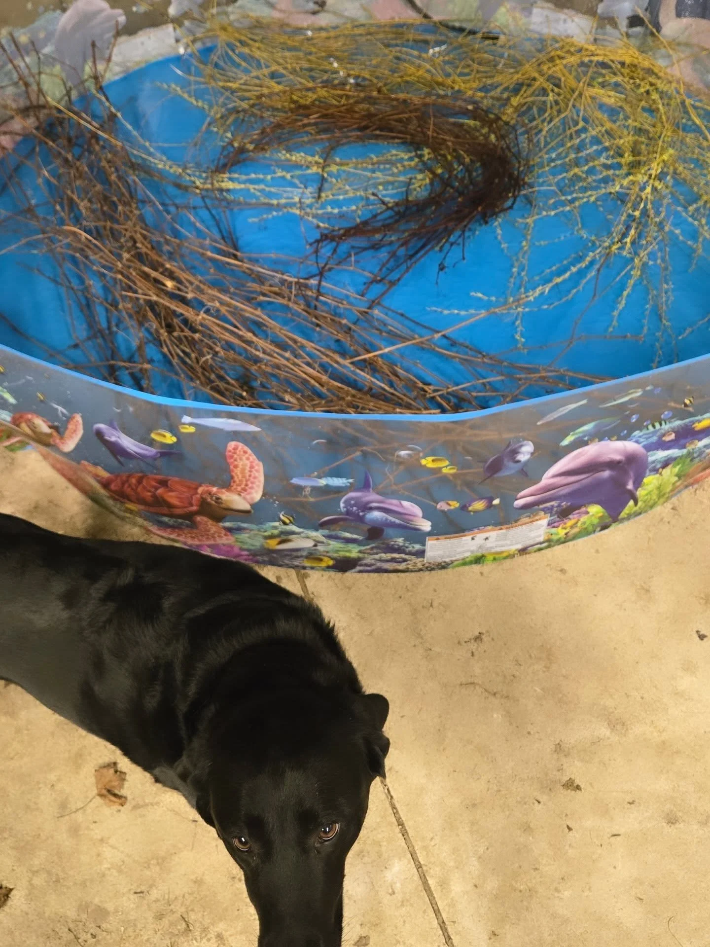 Sometimes it&rsquo;s function over aesthetics. Resourcefulness, economics, and knowing your surroundings.

My dogs love water and have popped many baby bathtubs. My tub is not long enough for the grapevines I&rsquo;m wanting for upcoming events, and 