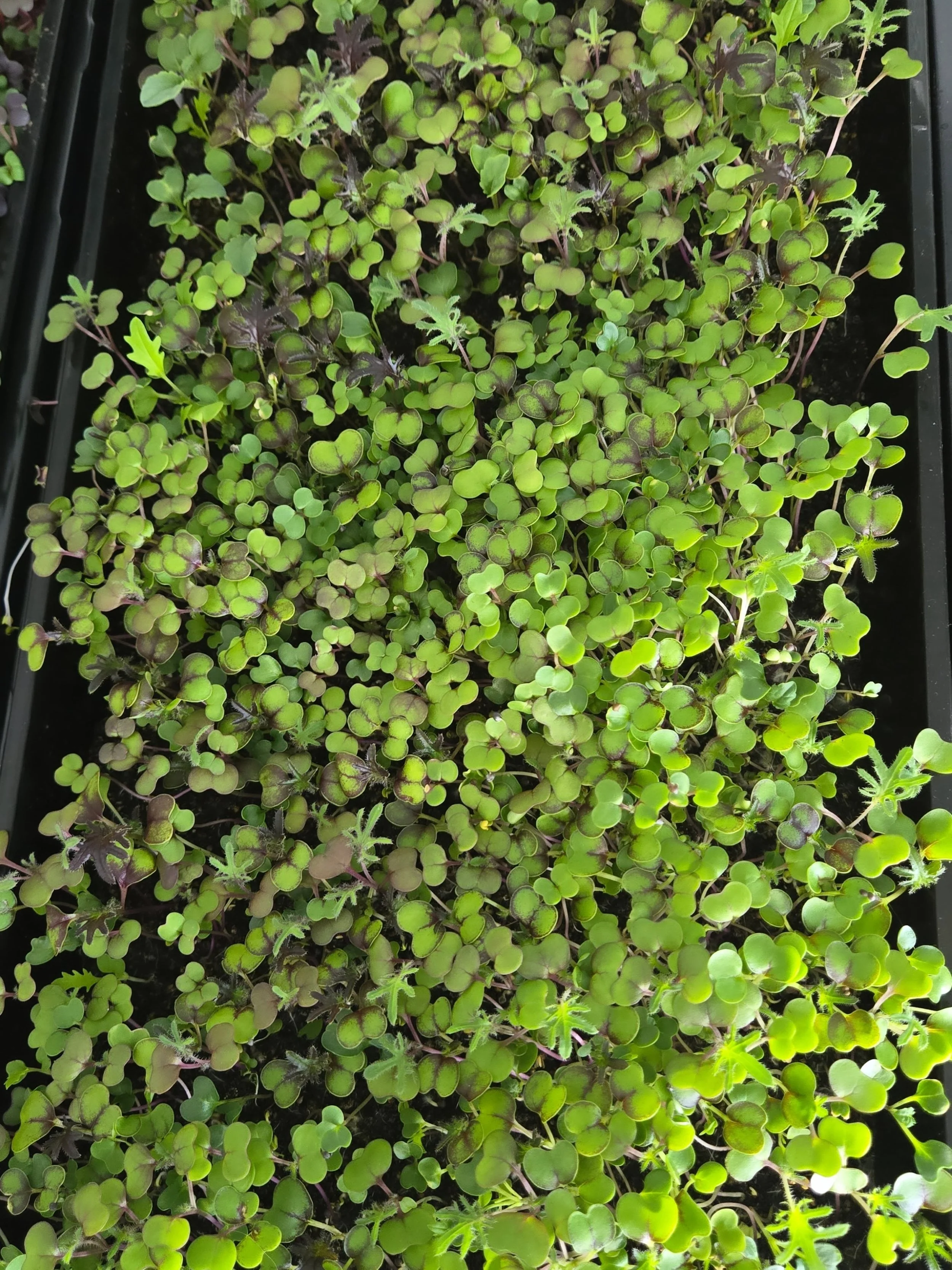 Fresh greens are here 🌱

This weekend we&rsquo;ll have a limited drop of fresh microgreens available for pickup Saturday through Sunday.

Available varieties: &bull; Radish Mix
&bull; Kale Hearty Mix
&bull; Mild Micro Mix

Why add microgreens to you