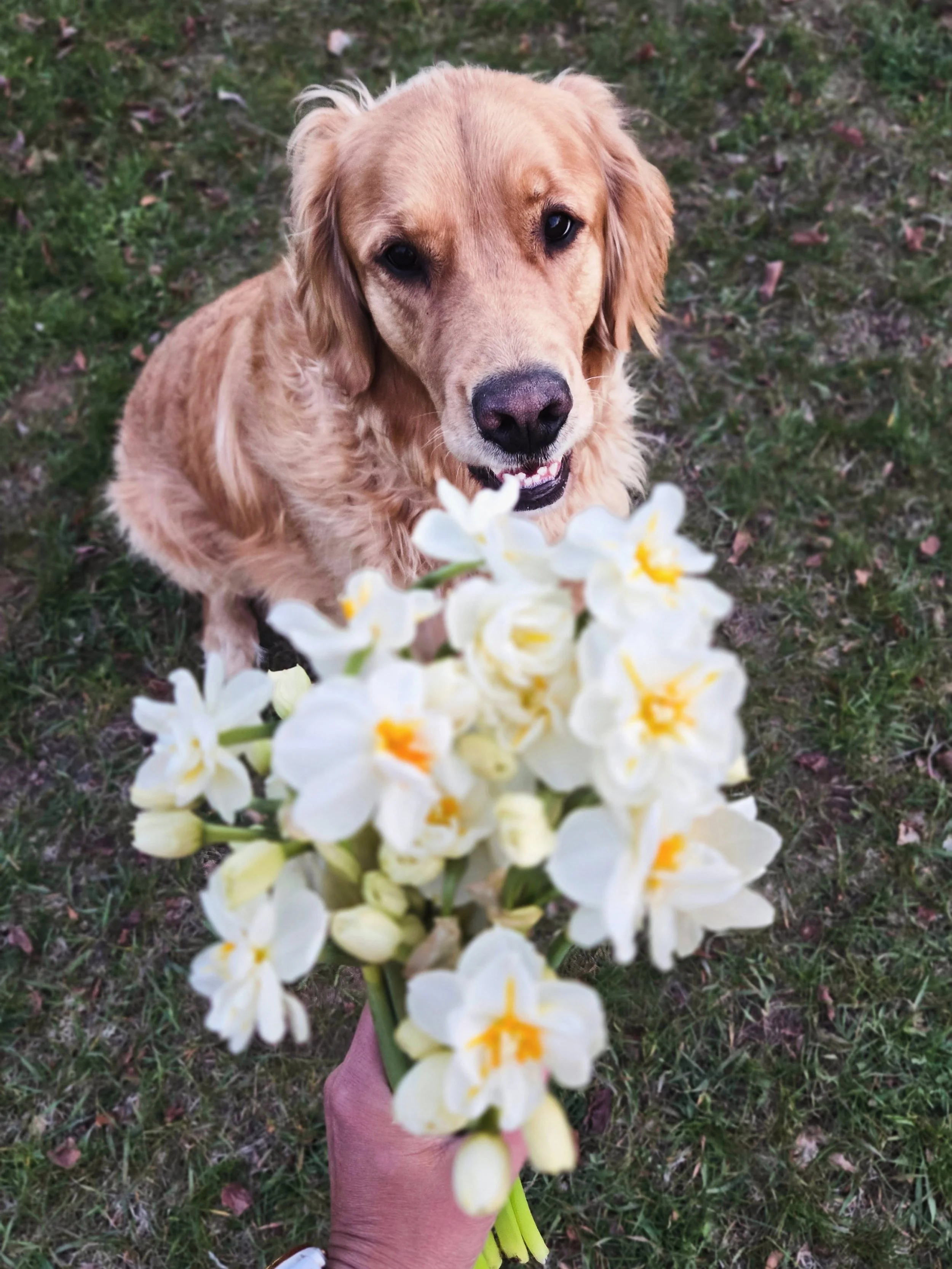 Look at my sweet little buddy Cal. He is also the greeter at our flower stand 🥰

Tonight he helped me decorate Marigold for Mother&rsquo;s Day, tagged along in the garden, and &ldquo;supervised&rdquo; while I harvested the sweetest little narcissus 