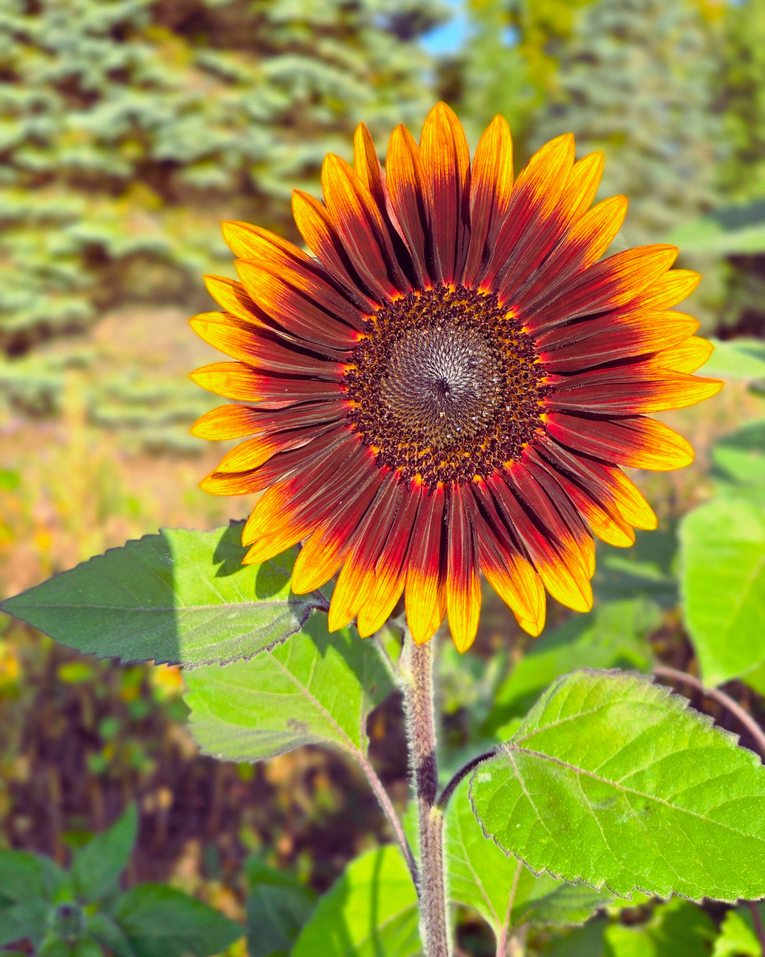 Little Birdee Blend (4).png