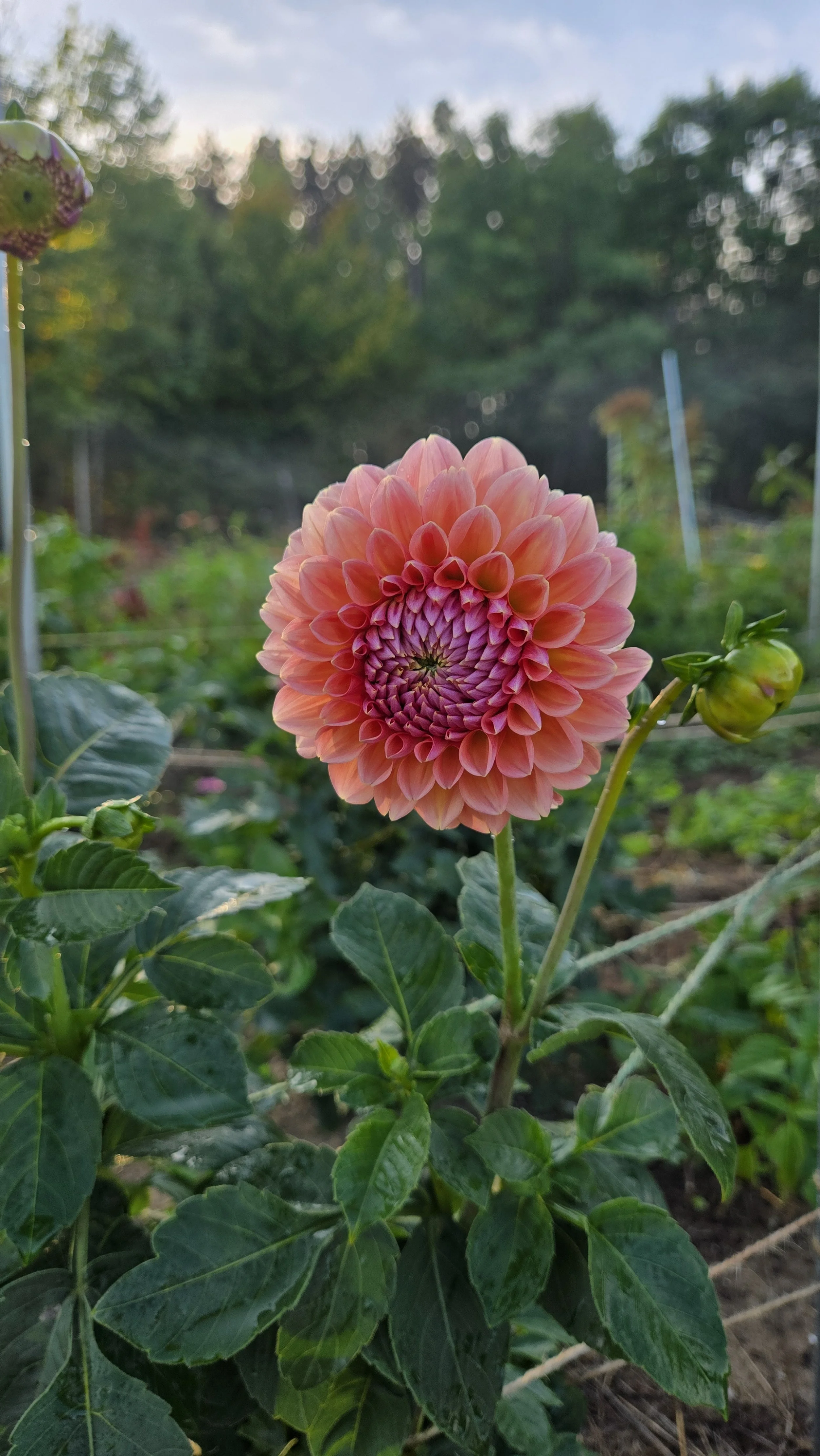 Linda's Baby Dahlia