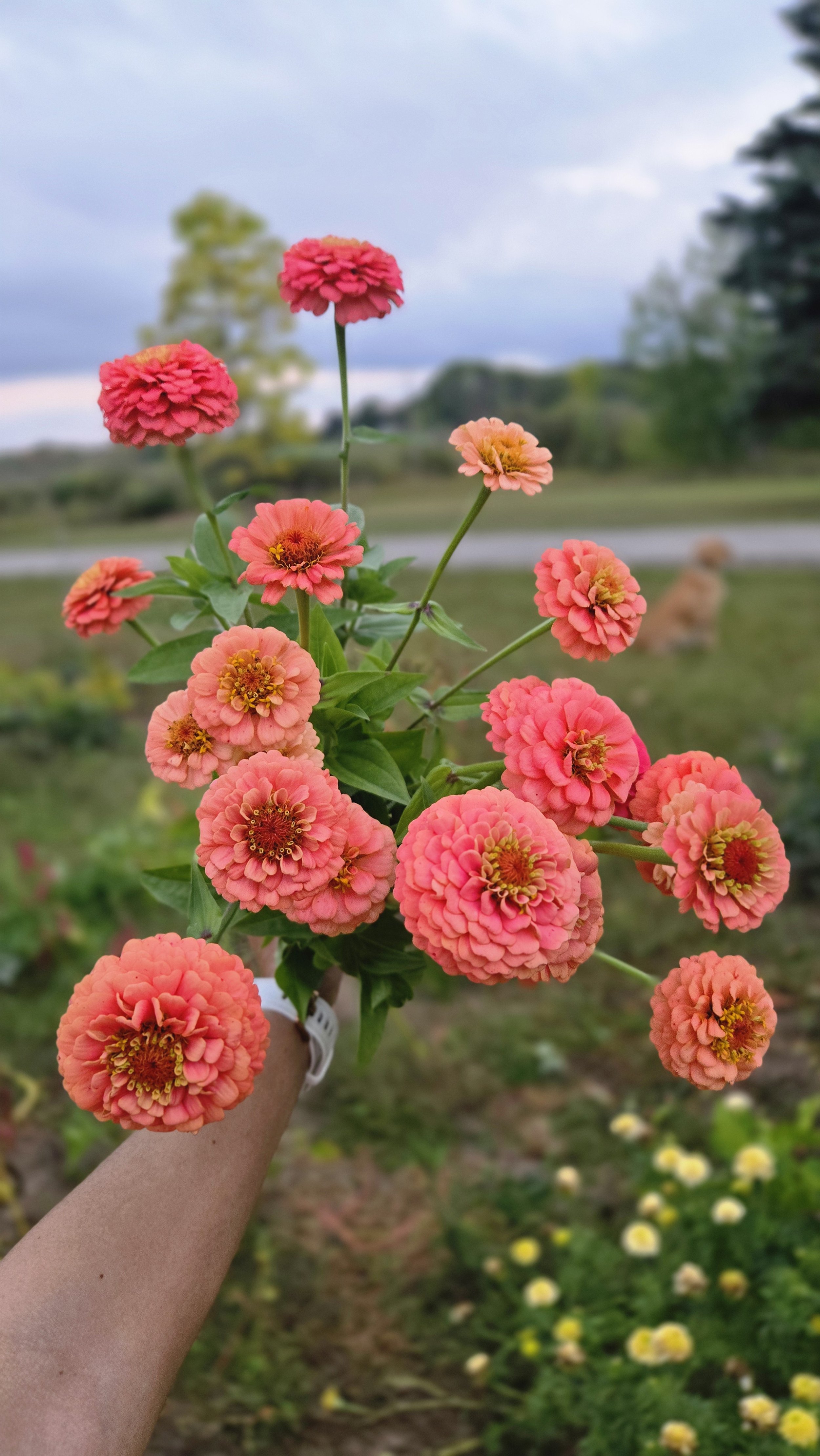 Garden Luxe Zinnia Blend