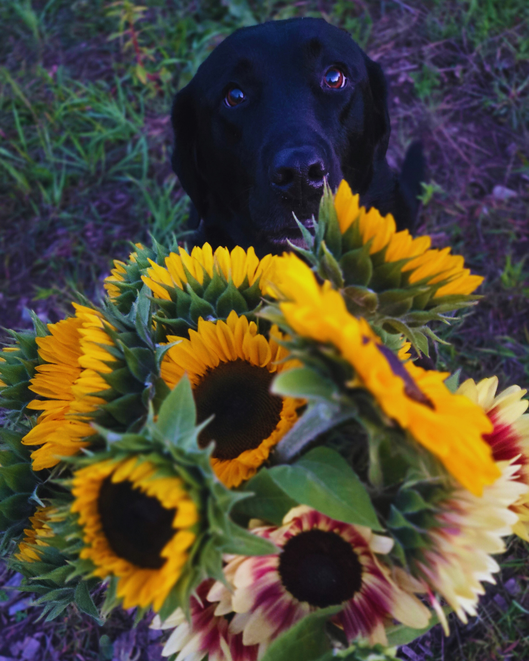 Little Birdee Blend (2).png