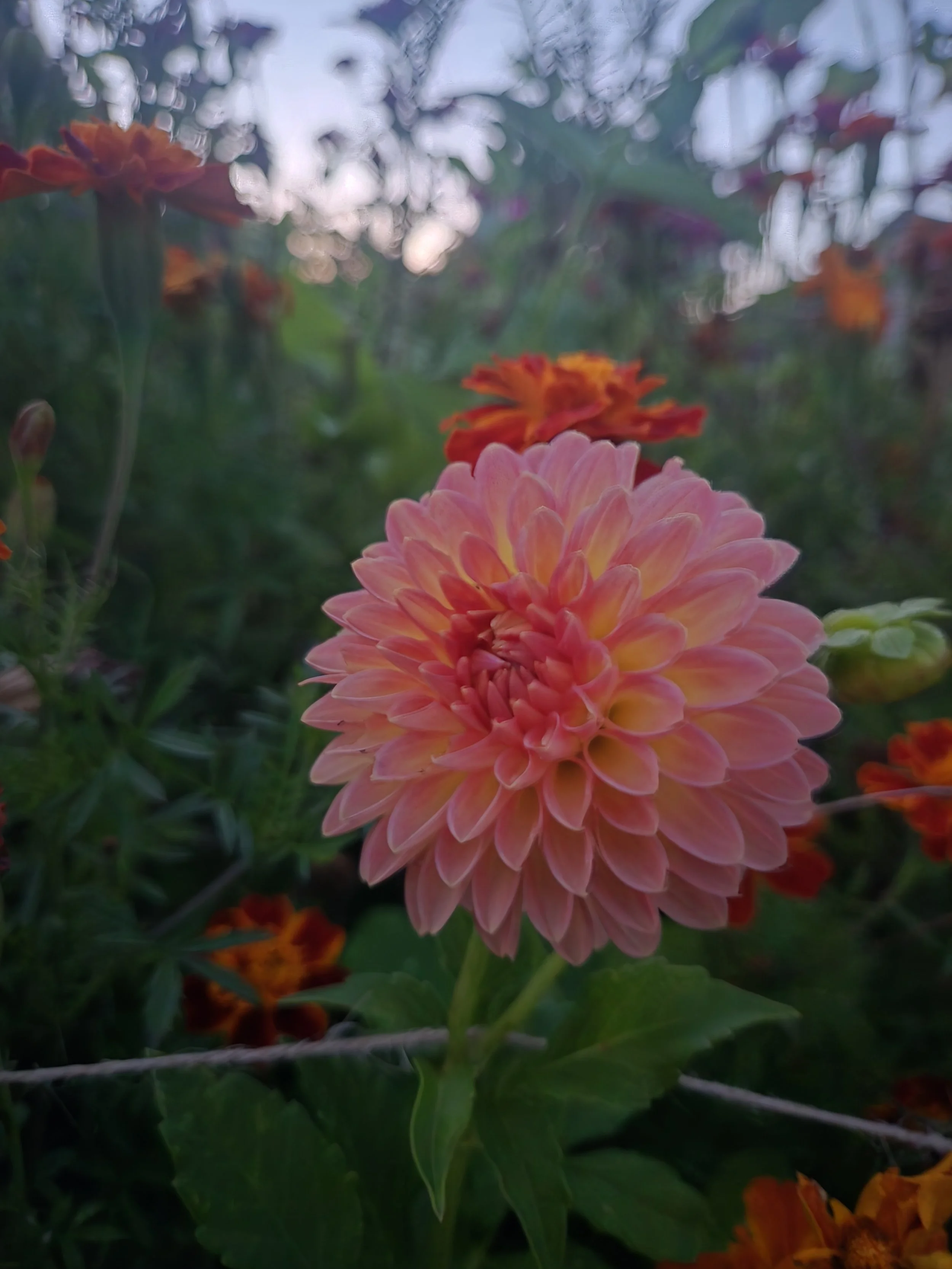 20241003_194222 (1).jpg