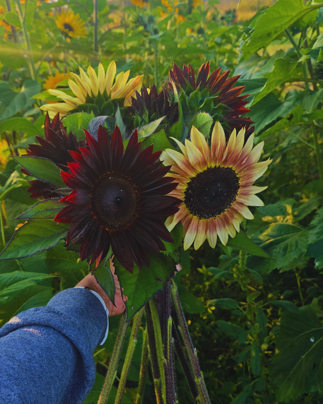 Little Birdee Blend (1).png