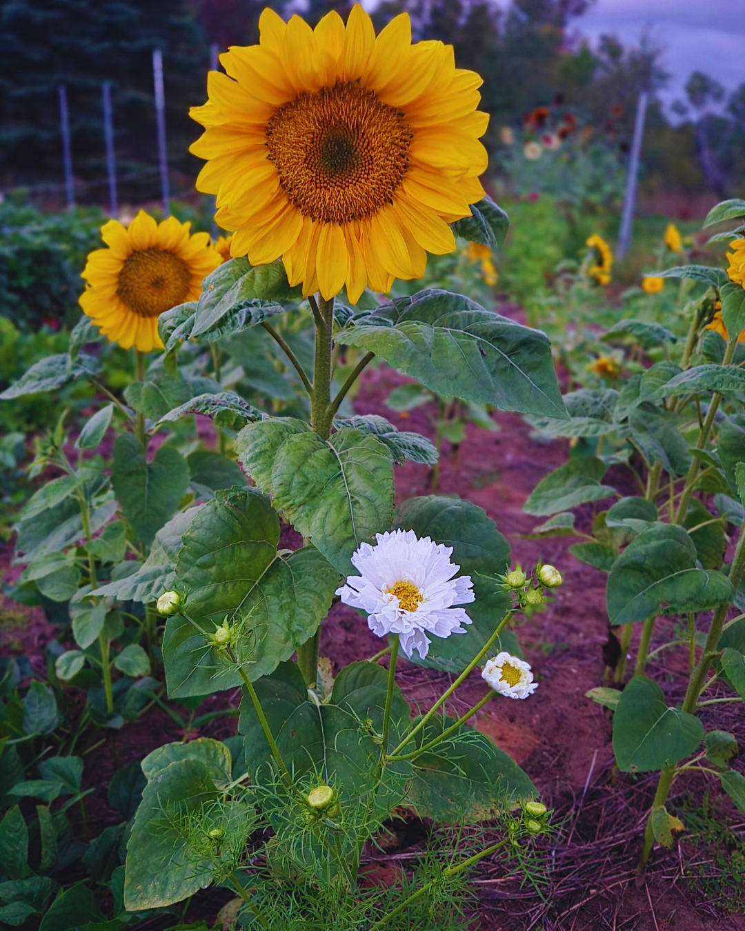 Little Birdee Blend (6).png