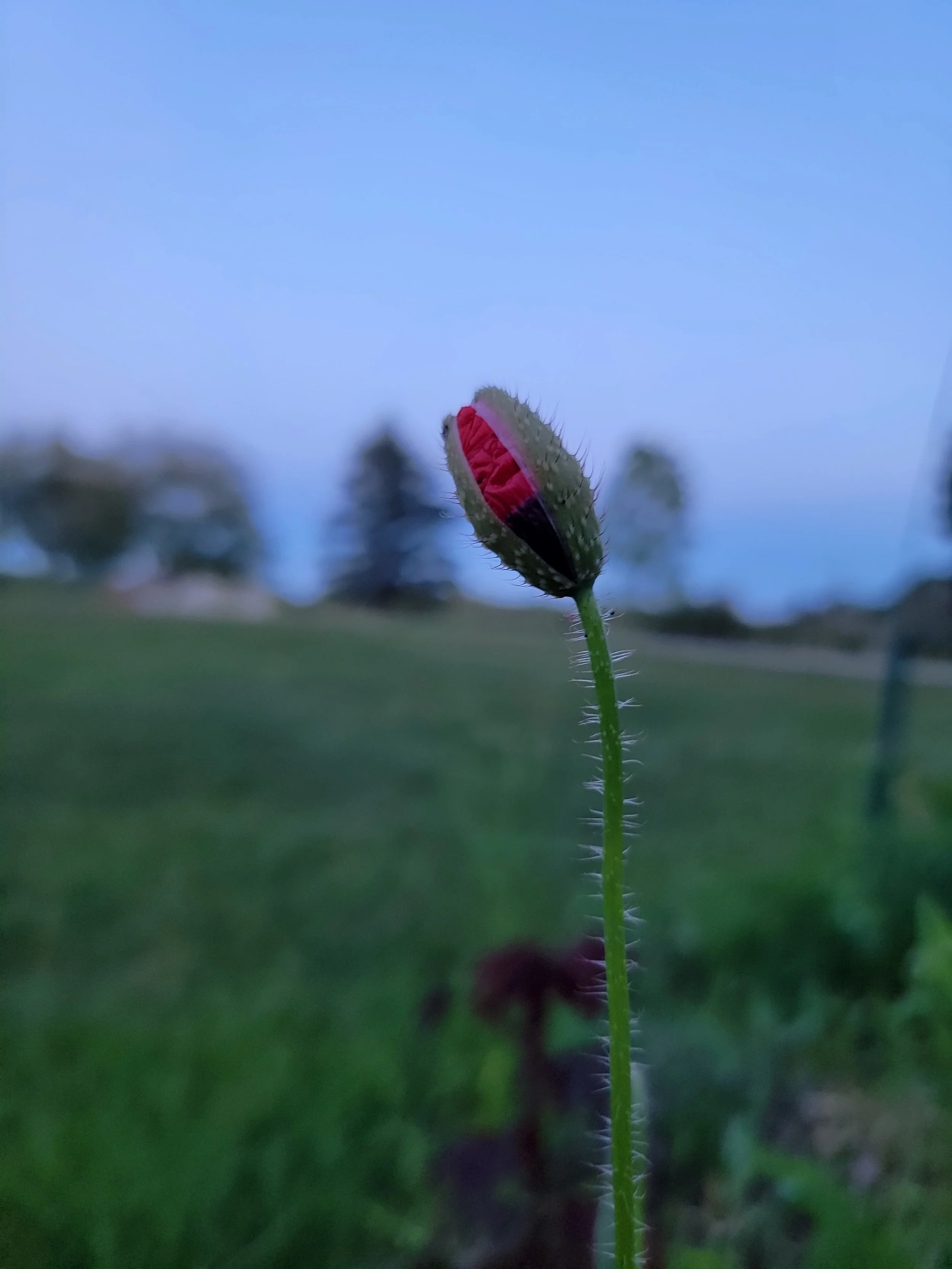 20240624_213732 (1).jpg