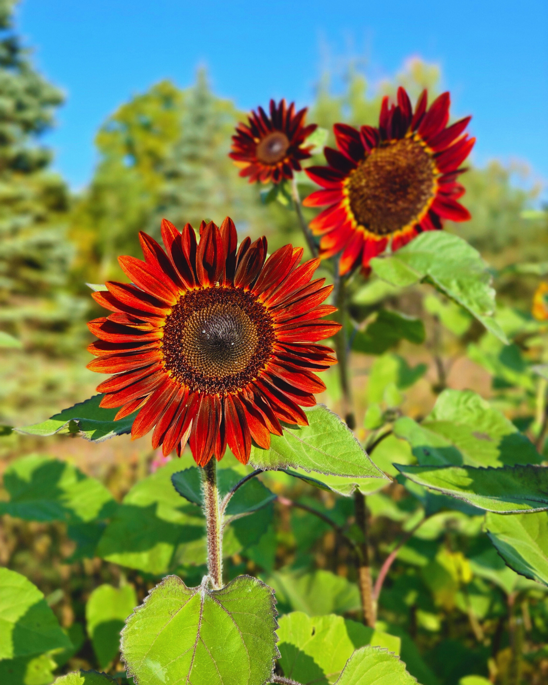 Little Birdee Blend (5).png