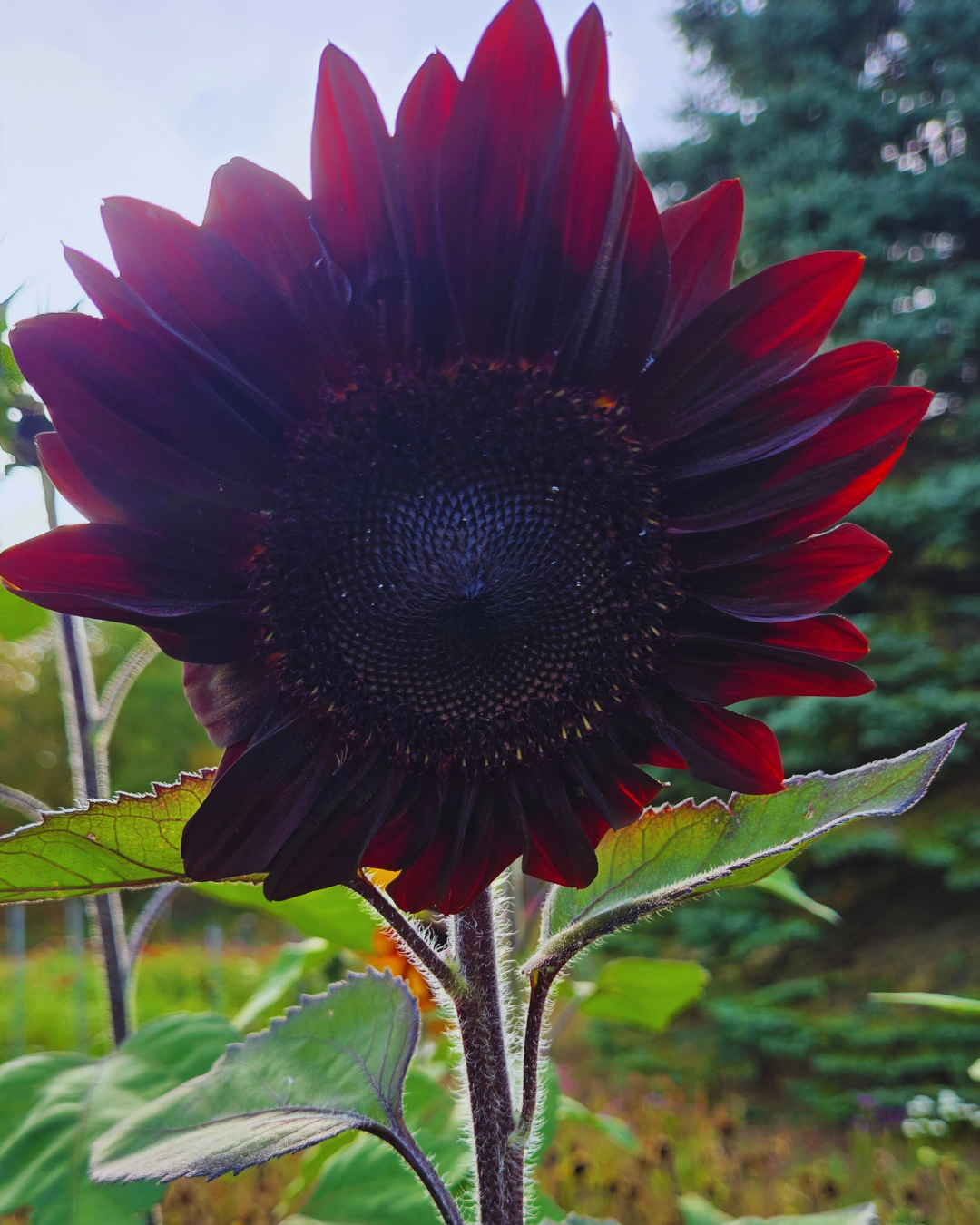 Little Birdee Blend (7).png