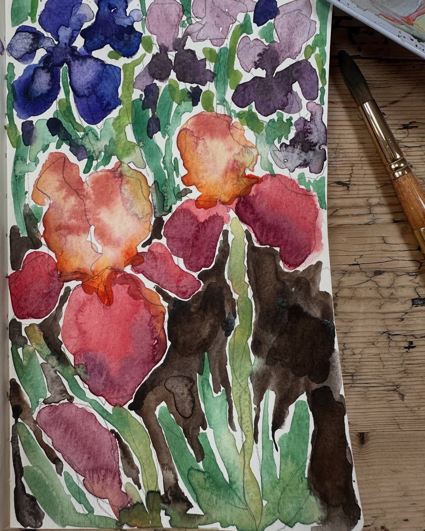 Irises from the Chelsea Flower Show 2025 #watercolour #sketchbook #beardedirises #rhschelsea #rhschelseaflowershow #chelseaflowershow
