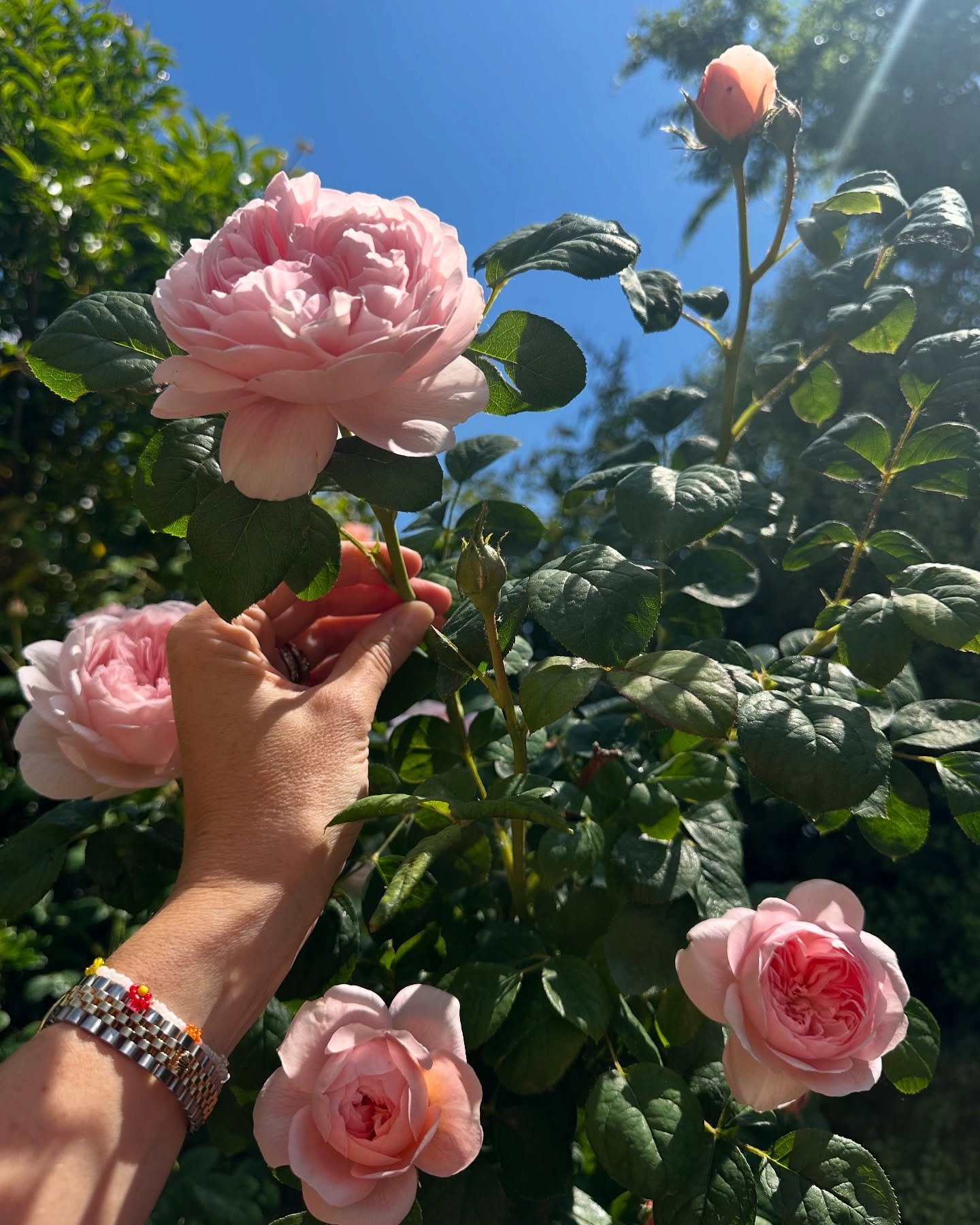 May in the garden 🪴 Very glad for some rain, and my roses are incredible this year thanks to a massive mulch of horse manure from my mums yard! 🌸🌸🌸🌸 @carrycollins #davidaustinroses #gardening #mayflowers