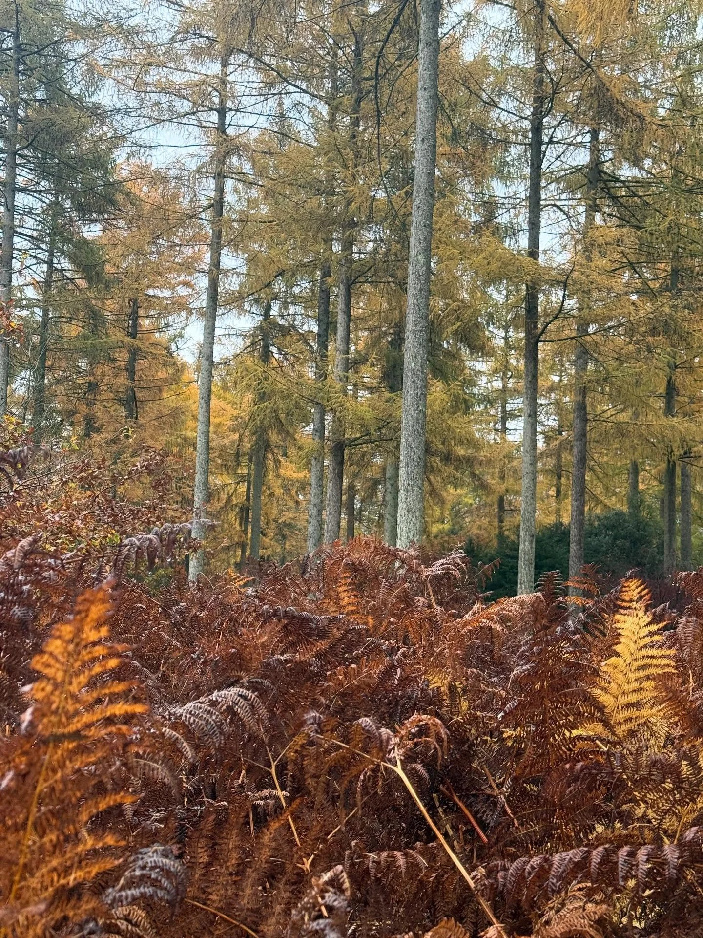 Autumn 🍂🤎🍁🍄&zwj;🟫🪵🍄