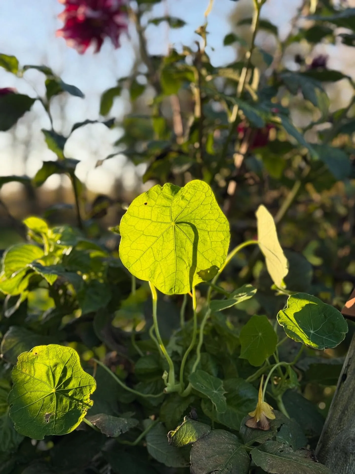 Until next year&hellip;. #nasturtiums 🧡
