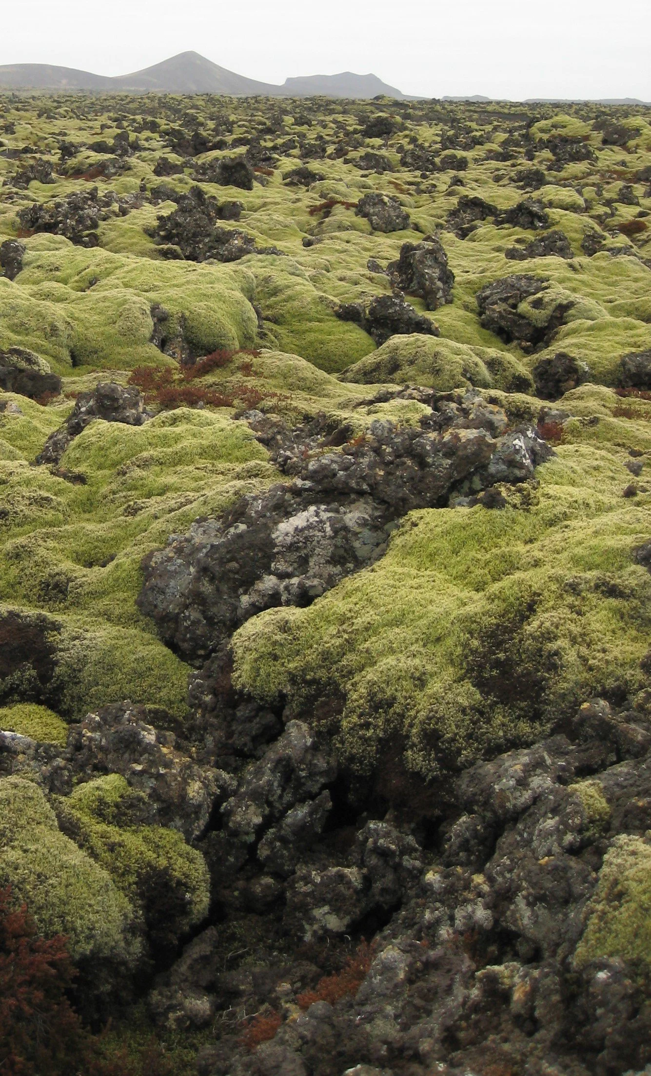 moss.jpg