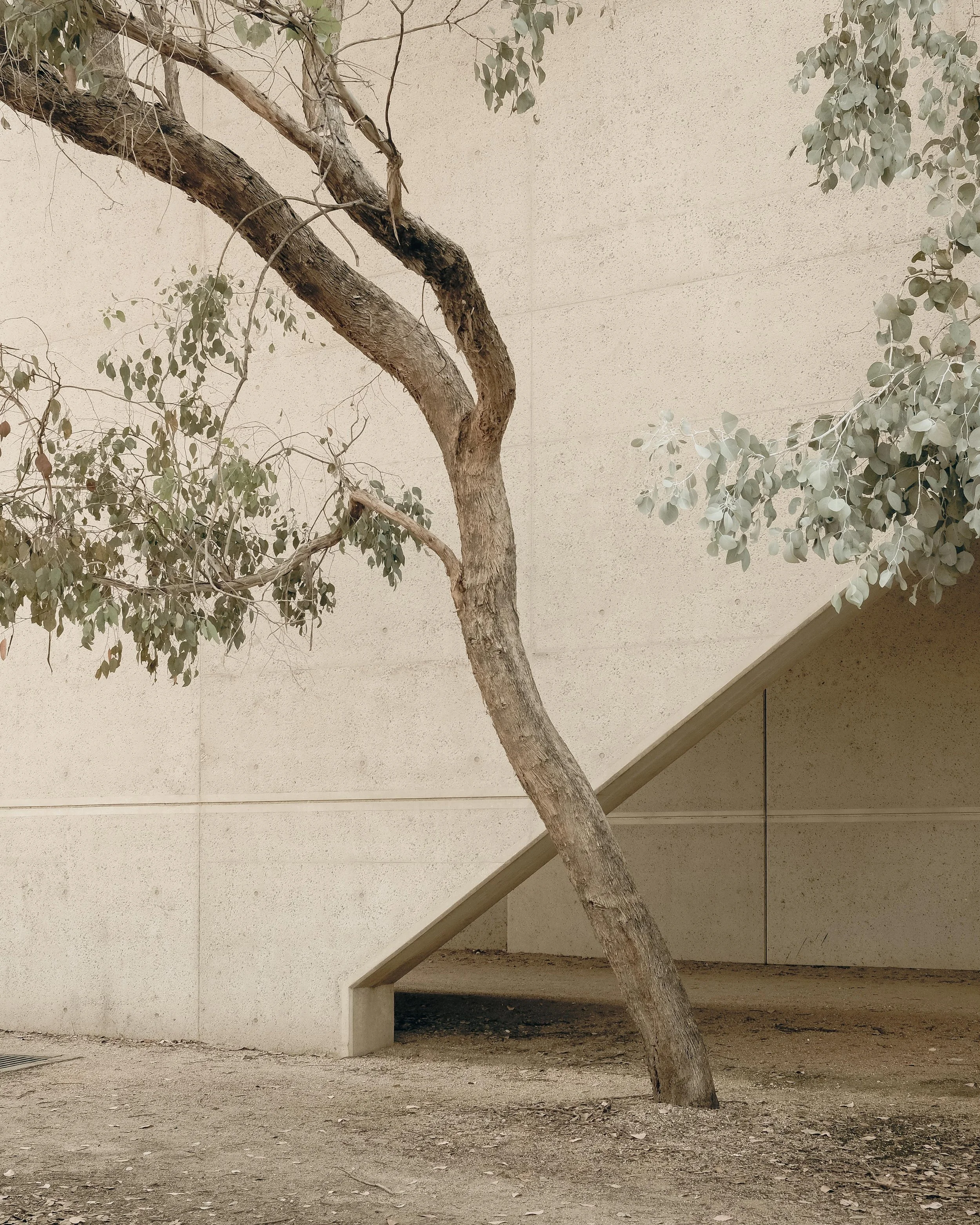 National Gallery of Australia |  Edwards Madigan Tortilla Briggs