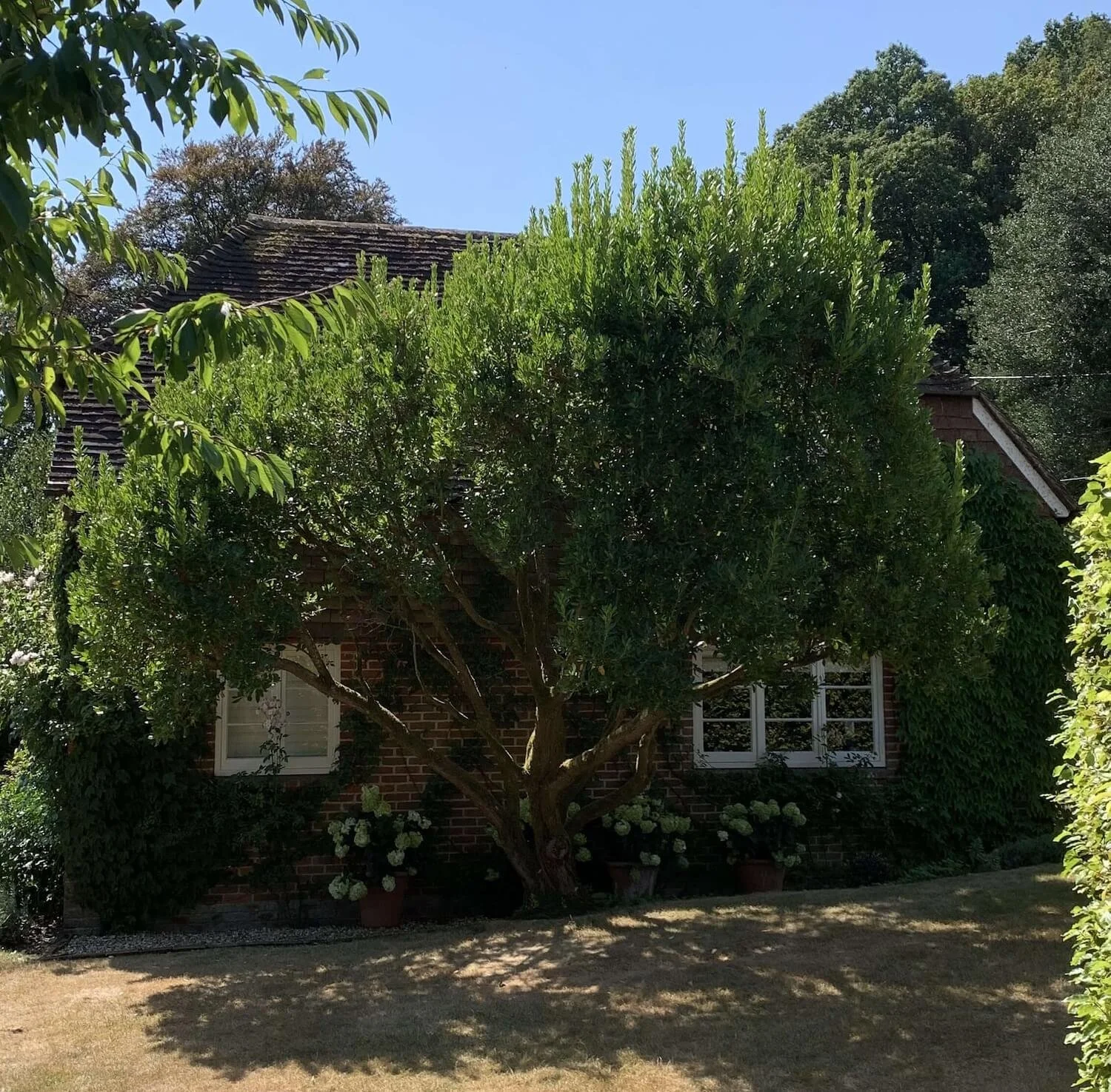 Strawberry tree before being cloud pruned