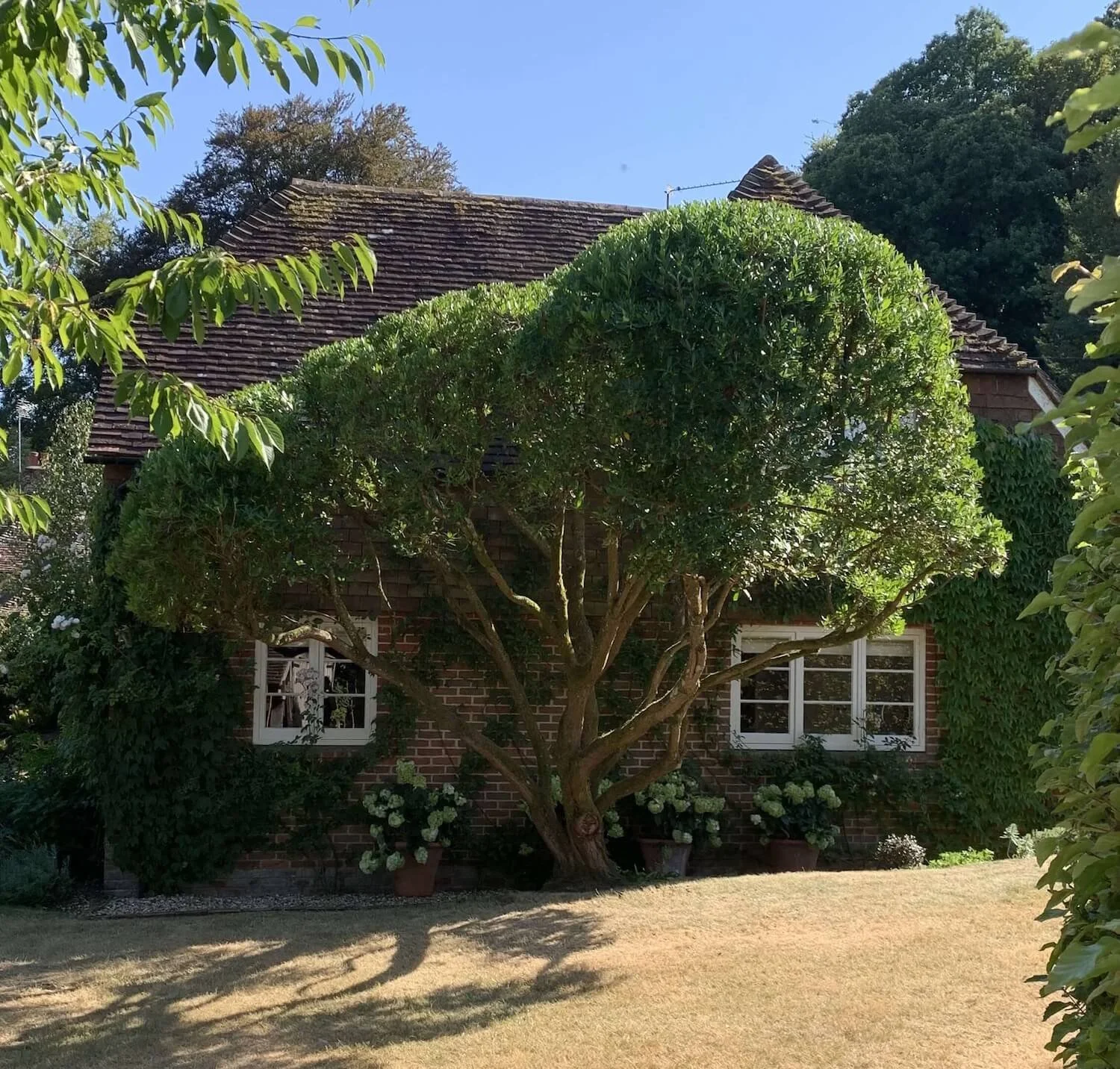Strawberry tree after being cloud pruned