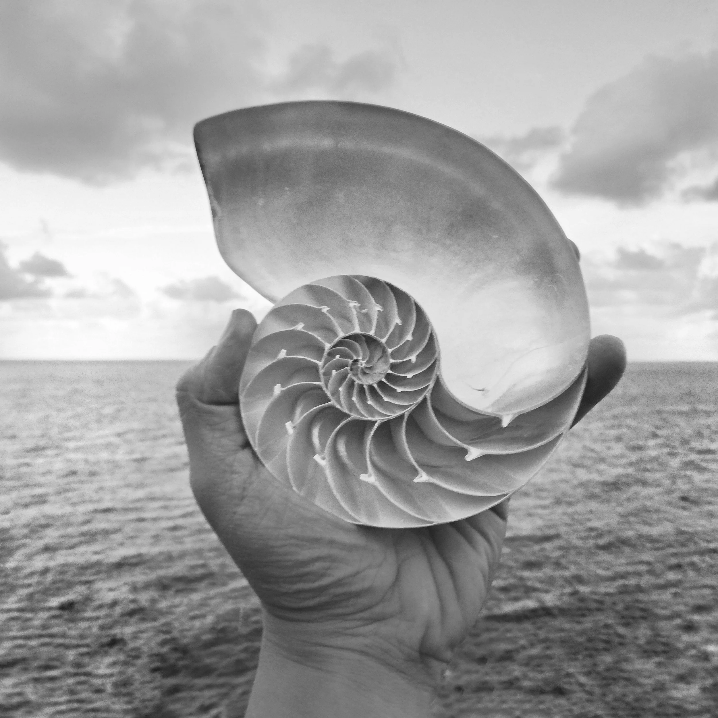 A hand holding a nautilus shell against the backdrop of the ocean and a cloudy sky, with the shell displaying a spiral pattern in black and white.
