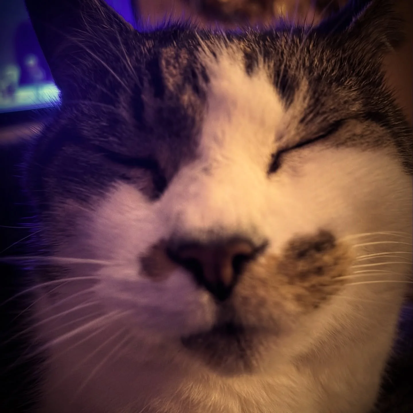 It&rsquo;s Friday night and normal people are watching telly.

Small business owners?

We&rsquo;re crouched over laptops like we&rsquo;re trying to defuse a bomb with YouTube instructions. 💣

Scrumpy is asleep on my lap, offering absolutely zero emo