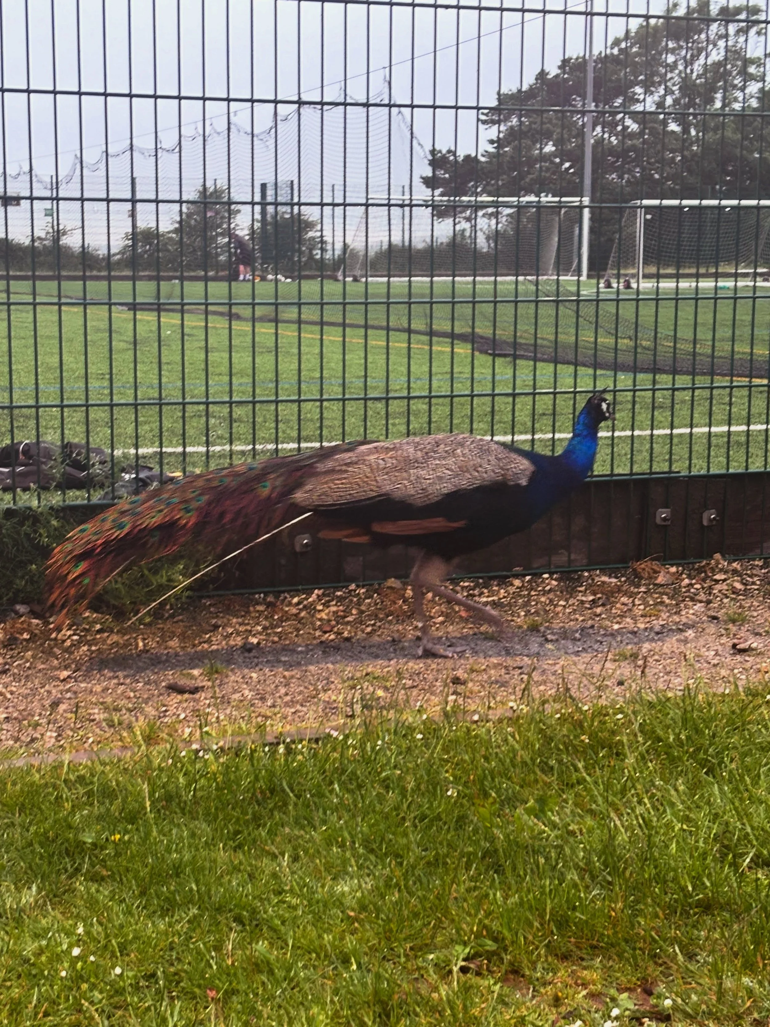 This peacock walked past my son&rsquo;s football training last night. ⚽️

Which was odd.

I don&rsquo;t know where he came from.

I don&rsquo;t know where he was going.

But he looked like he had every right to be there.

Which is a level of confiden