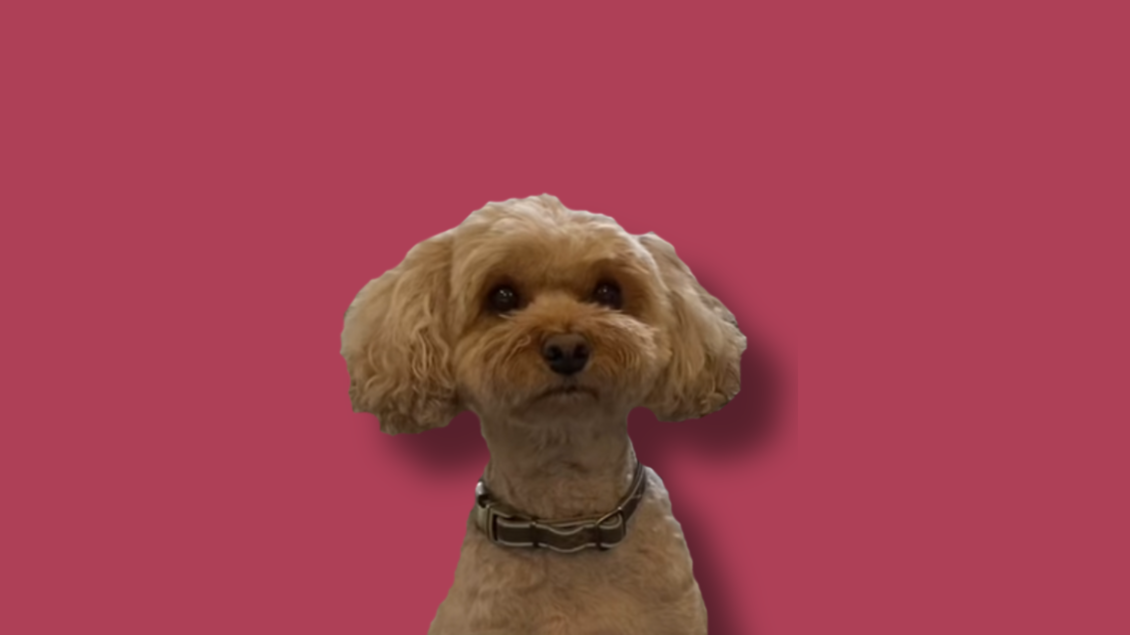 Close-up of a small, light brown poodle dog with curly fur, wearing a black collar, against a plain pink background.