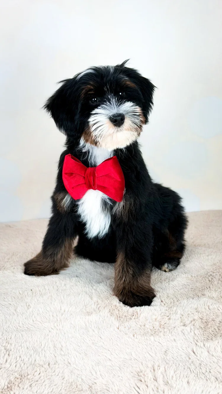 Shepard  - FUTURE PAPA - 
We are so thankful to welcome Shepard as our newest future Papa 🤍 He is genetically clear and will be completing his OFA testing. Beyond his health, his temperament is truly special—sweet, loving, and gentle. With his luxur