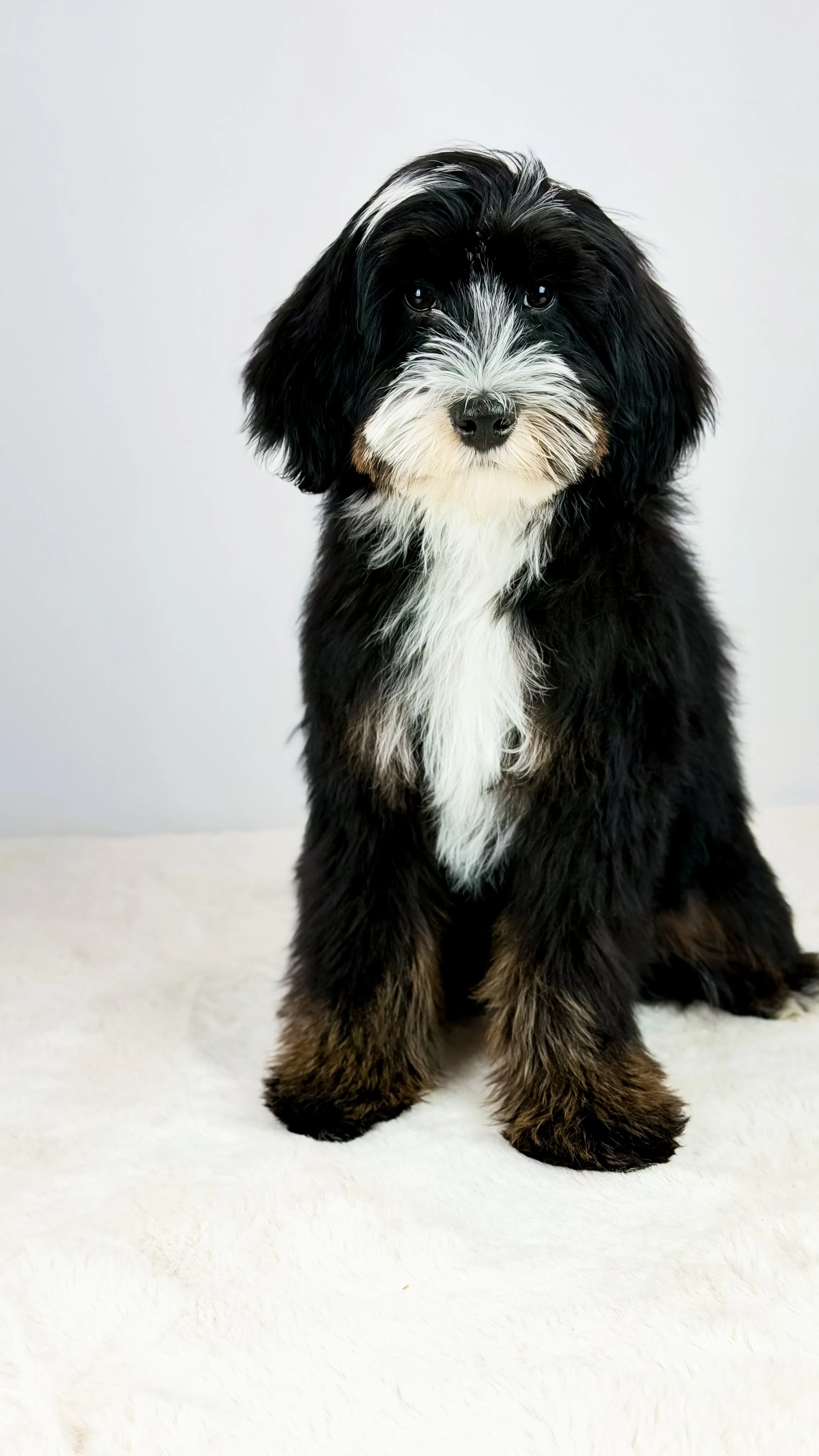 Shepard  - FUTURE PAPA - 
We are so thankful to welcome Shepard as our newest future Papa 🤍 He is genetically clear and will be completing his OFA testing. Beyond his health, his temperament is truly special—sweet, loving, and gentle. With his luxur