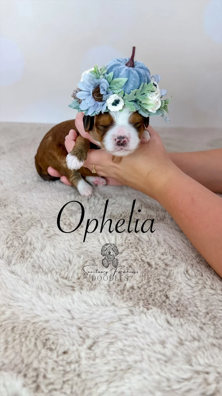 A small puppy with a white face and brown body, wearing a handmade hat with flowers and a pumpkin on top, being held gently on a soft, furry surface. The text 'Ophelia' and a logo for 'Sanctuary Farmhouse Doodles' are visible.
