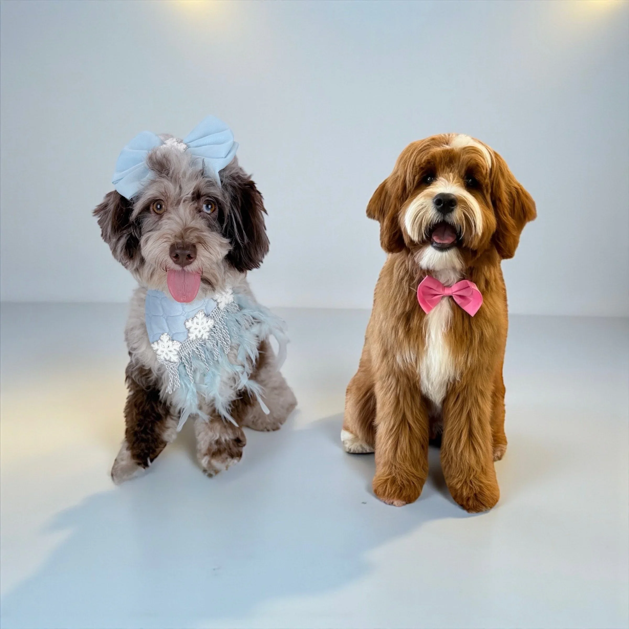 Rory & Noble Micro Goldendoodles - Timeline: Spring/Summer 2026 - Approximate 12-18 pounds - Expecting Chocolate, reds, black, Merle’s - $3,500 + 9.75% state tax