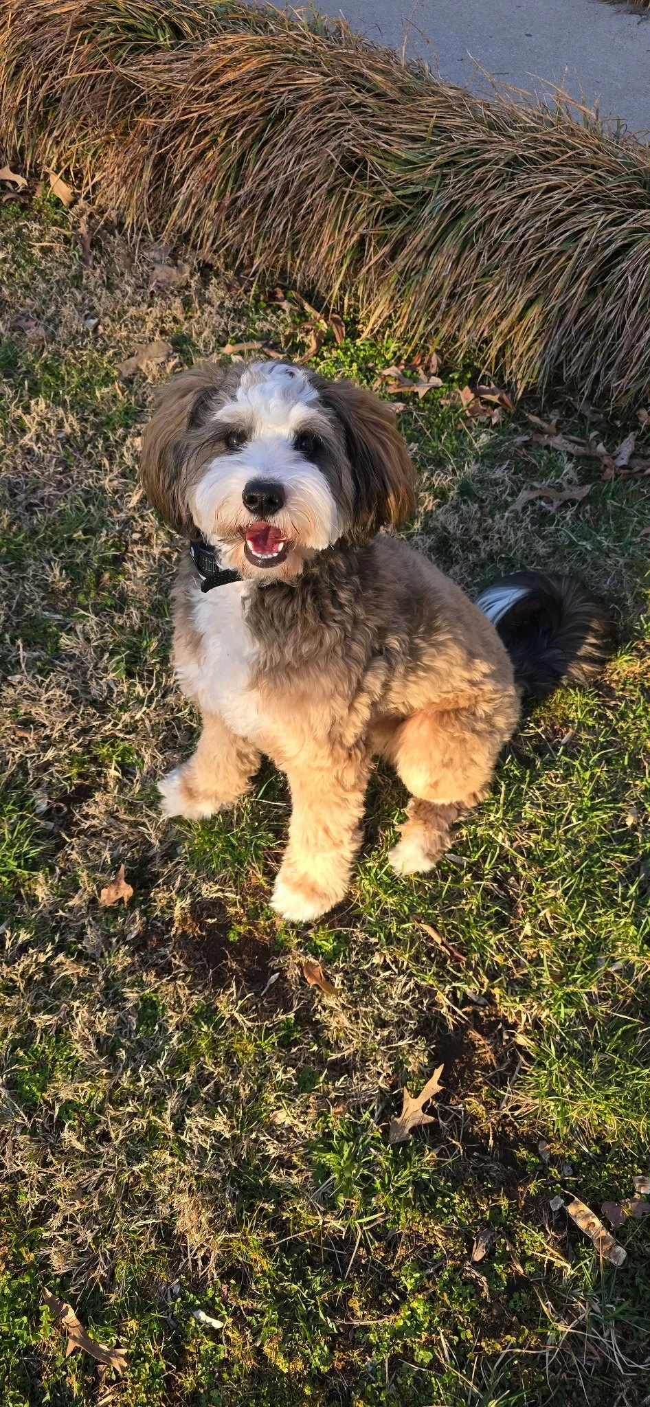Sunny - Sunny is our Mini Bernedoodle with a stocky, Bernese-style build 🤍

She is as sweet as they come, with lashes that are absolutely to die for.

Sunny lives at home with her mama, where she couldn’t possibly be more loved.

She is approximatel