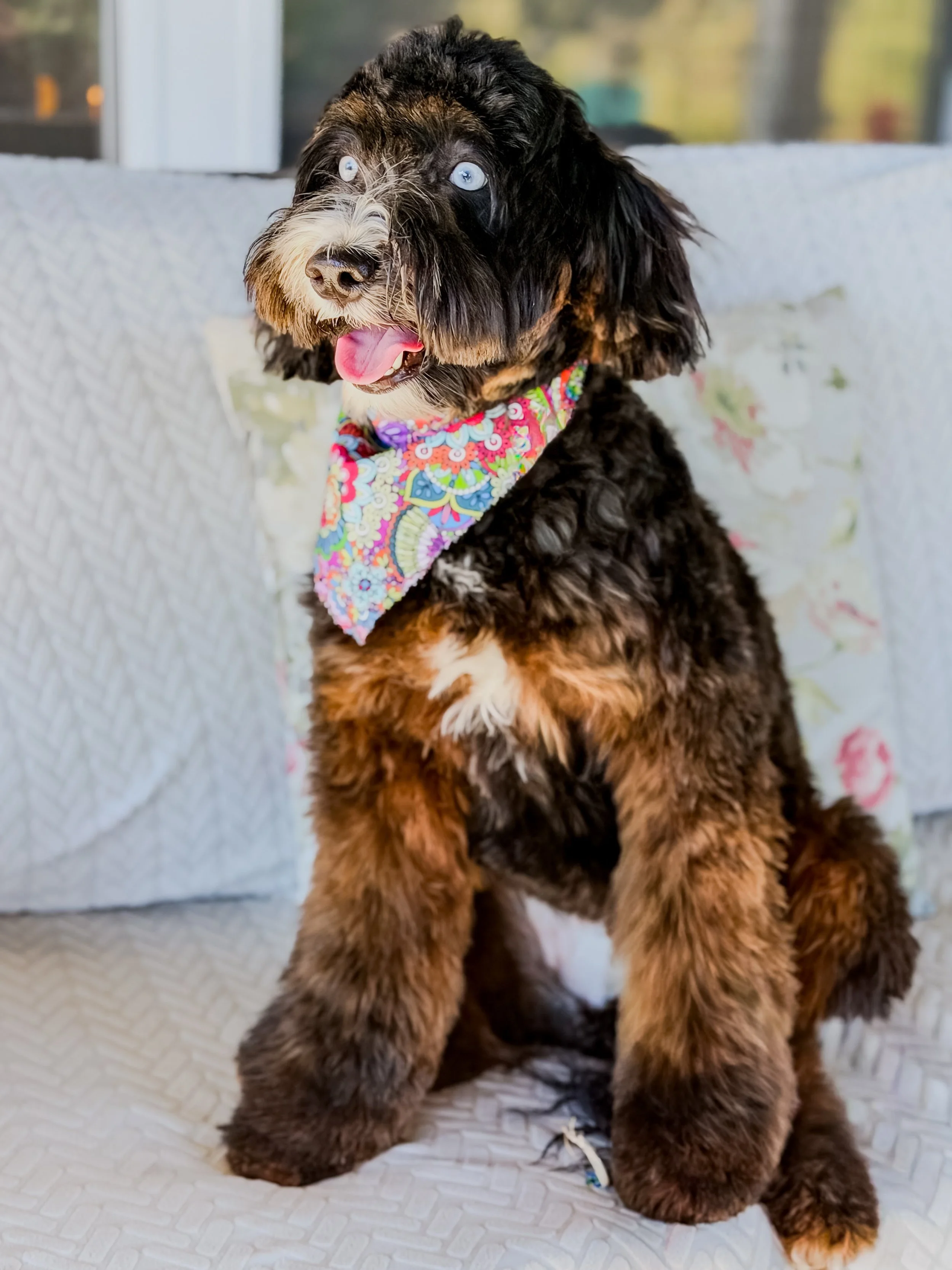 Marigold ✨ Future mama
Australian Bernedoodle. Sweet, beautiful sable girl with striking ALX4 eyes. We can’t wait to see what her future holds with SFD 🤍