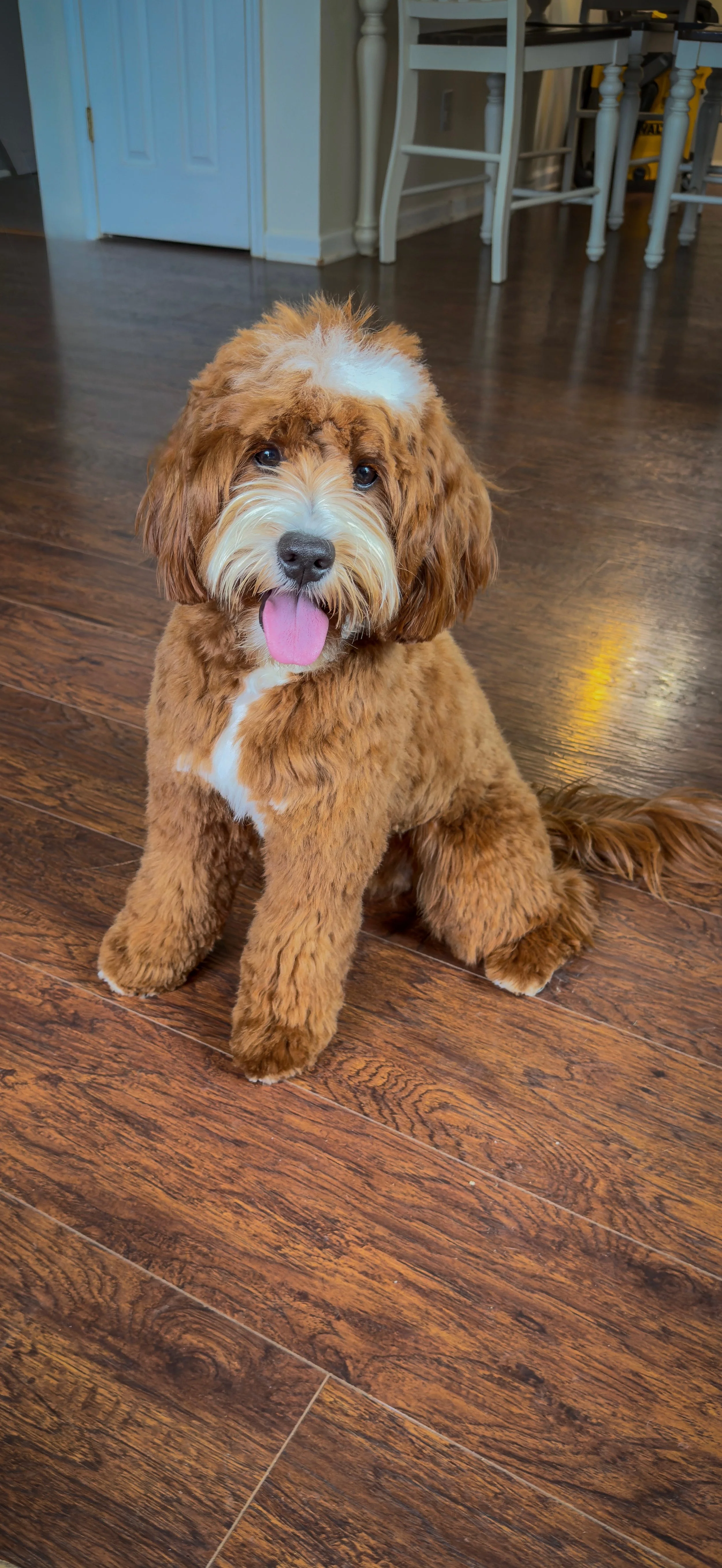 Noble - Mini Goldendoodle - Expected weight 20 lb - He passed her OFA preliminaries. 

Red tuxedo, such a smart boy. He has therapy dog qualities. We just are smitten with him!