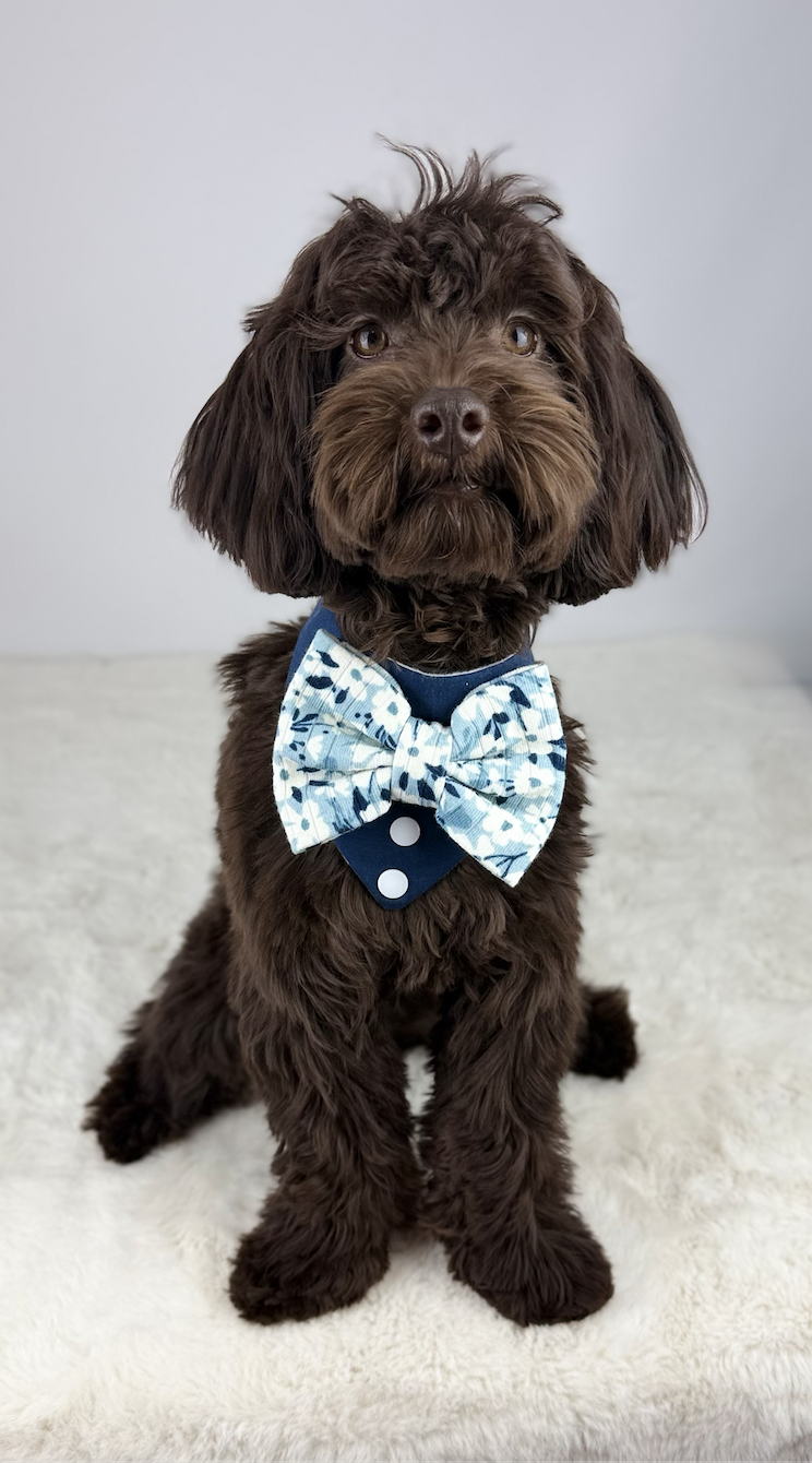 Teddy - Teddy is our chocolate petite Goldendoodle, and he truly lives up to his name a real teddy bear in every way. He is as sweet and loving as they come, with a heart that melts everyone he meets. He is 11 lbs.

We are beyond excited about this b