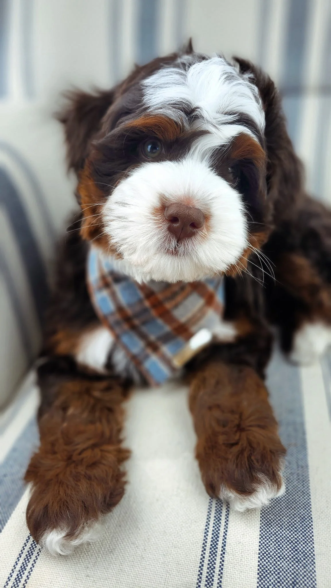Upcoming Papa - Rip Mini Bernedoodle Expected weight under 30 pounds