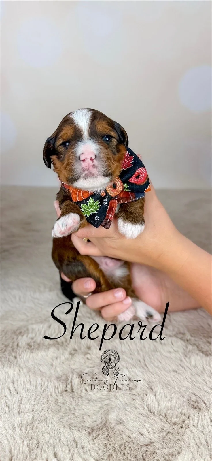 A small brown and white puppy with blue eyes being held by a person. The puppy is wearing a colorful bandana with fall leaves on it. The photo has a soft, light-colored background and the words "Shepard" and "Sanctuary Farmhouse Doodles" with a doodle illustration.