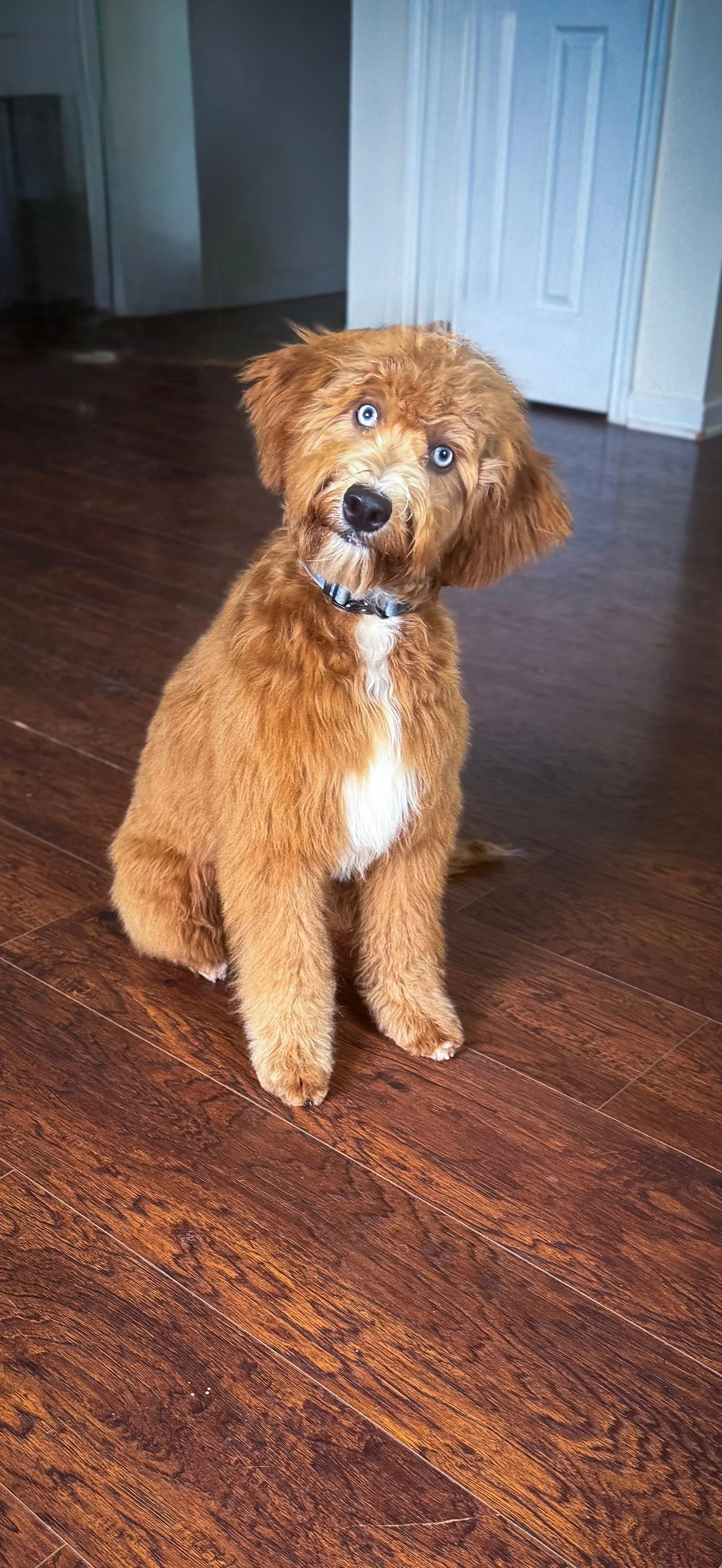 Bleu our upcoming papa. He is a SFD double doodle with ALX4 gene. He can produce black based and brown based puppies. He is so sweet and living his best life with his brother Noble. He passed her OFA preliminaries. 