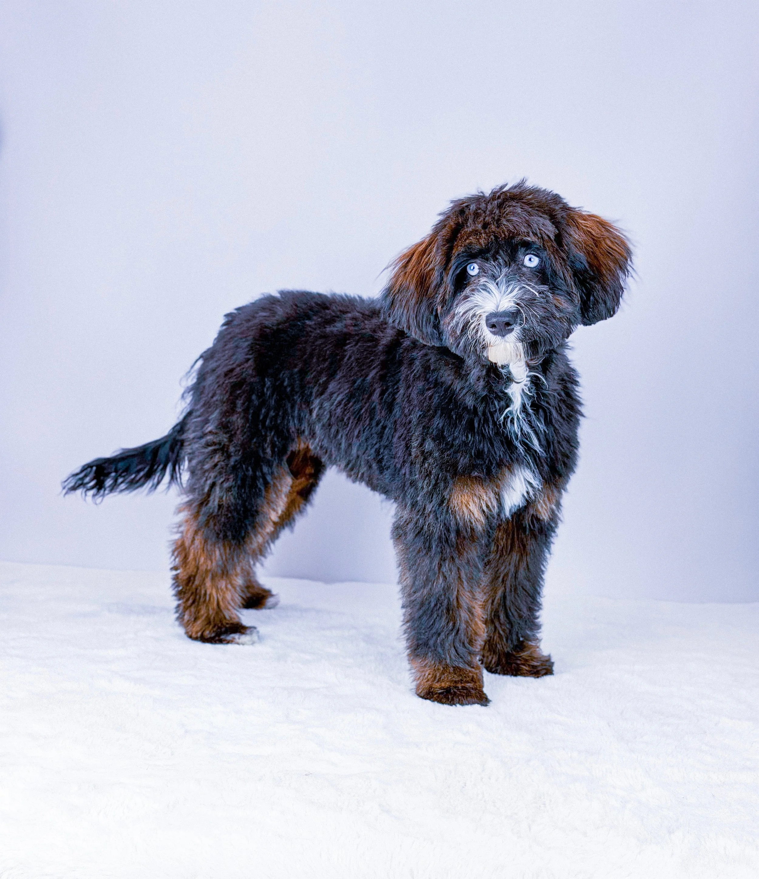 Marigold ✨ Future mama
Australian Bernedoodle. Sweet, beautiful sable girl with striking ALX4 eyes. We can’t wait to see what her future holds with SFD 🤍