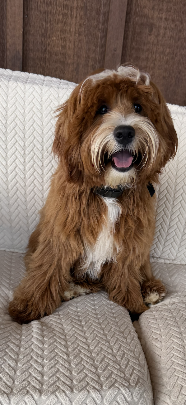Noble - Mini Goldendoodle - Expected weight 20 lb - 

Red tuxedo, such a smart boy. He has therapy dog qualities. We just are smitten with him!
