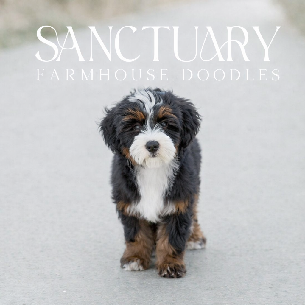A cute black, white, and brown puppy walking on a light-colored surface with text that reads "Sanctuary Farmhouse Doodles".