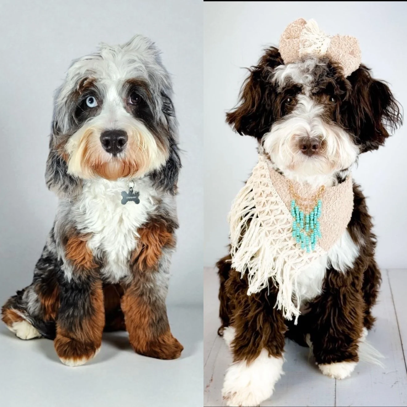 Two dogs, one on the left with a merle coat and heterochromatic eyes, and one on the right with a dark and white coat wearing a beige scarf, a bow on its head, and a turquoise beaded necklace.
