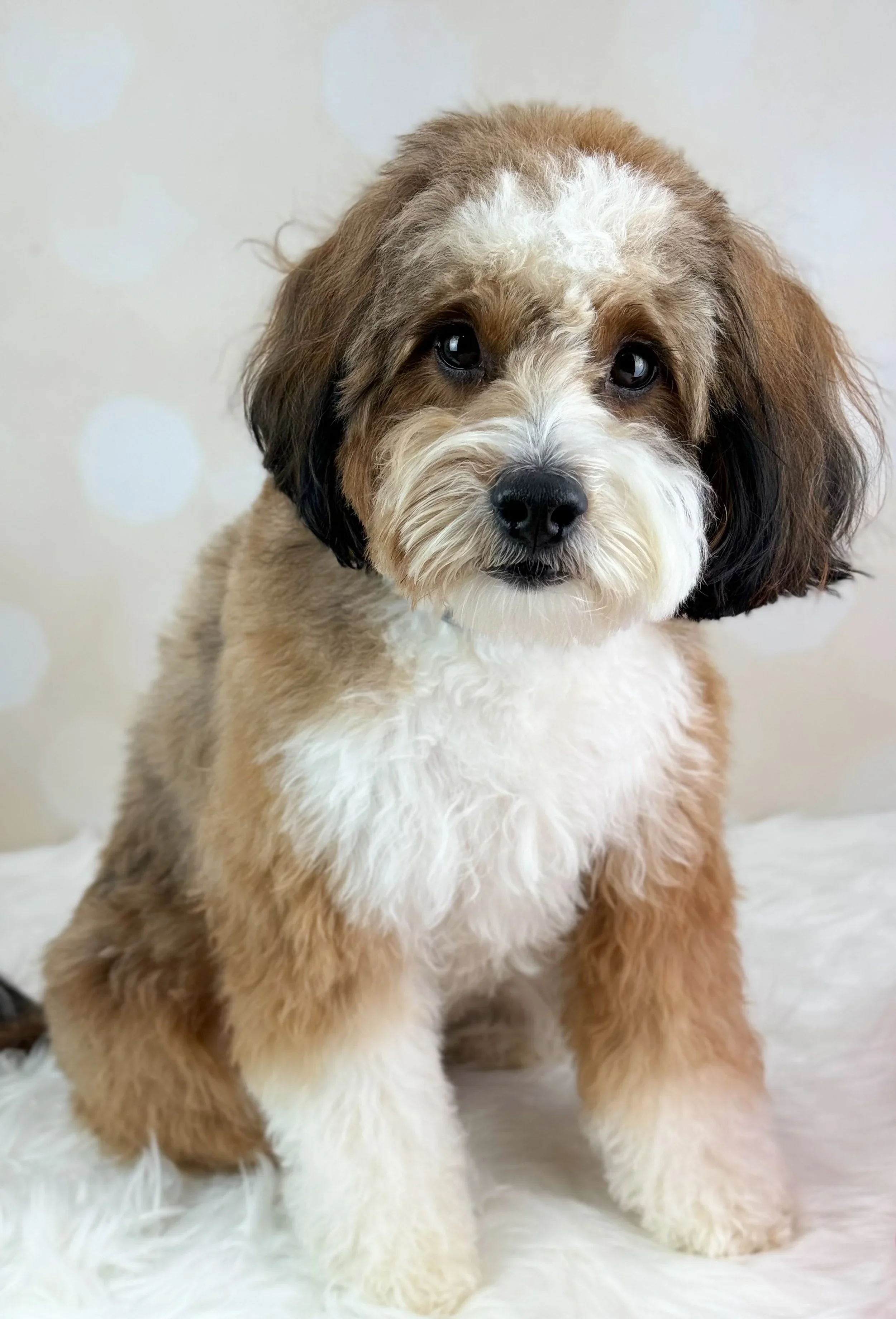 Isla - RETIRED
Mini Bernedoodle

20 lbs 

Isla is one of the most affectionate dogs we have ever owned. She loves her people big, she also does very well with other dogs. She is beyond intelligent and an incredible mother to her puppies. She is a red